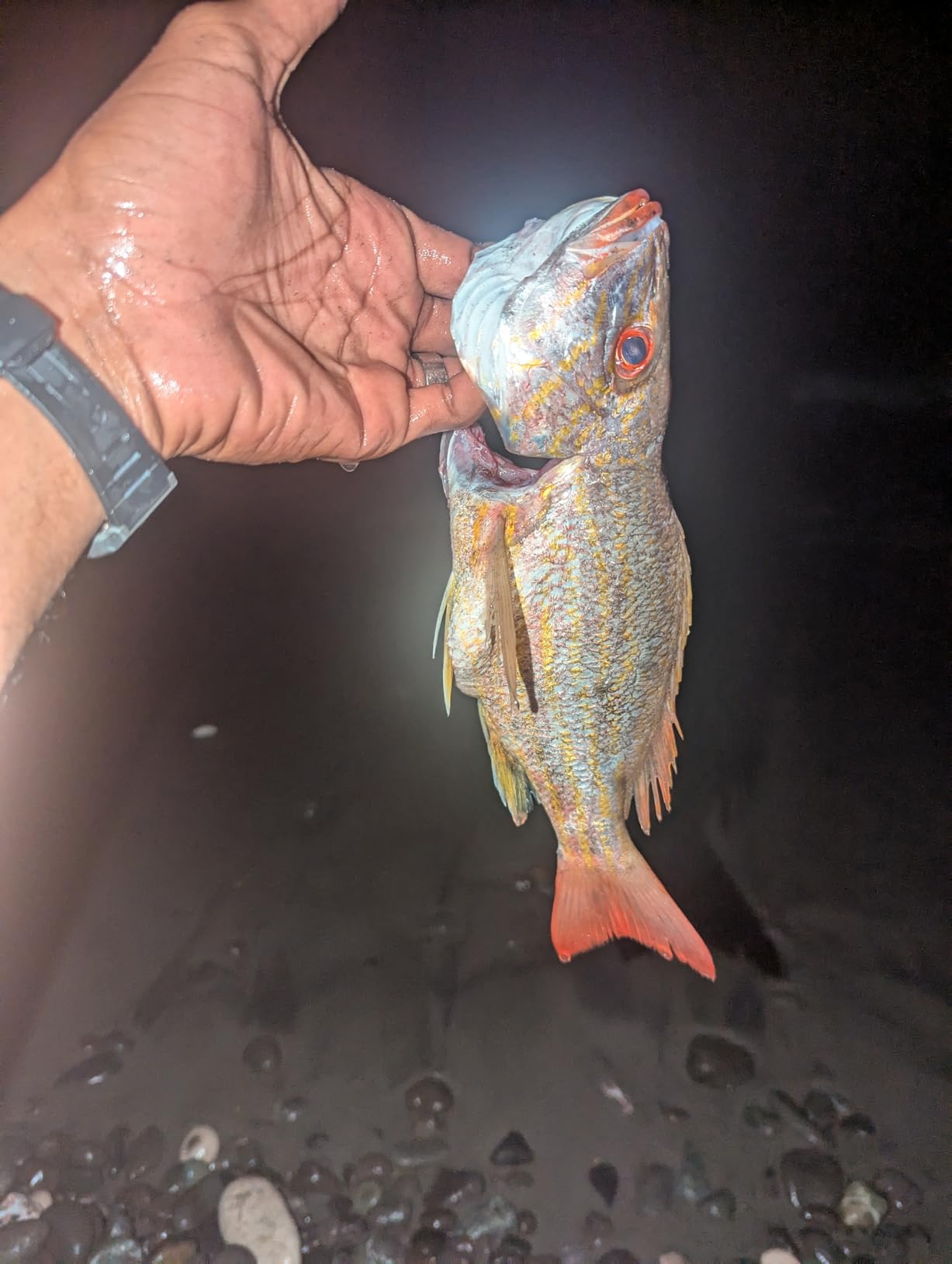 B0DZH4Y7M7 Customer Photo 2