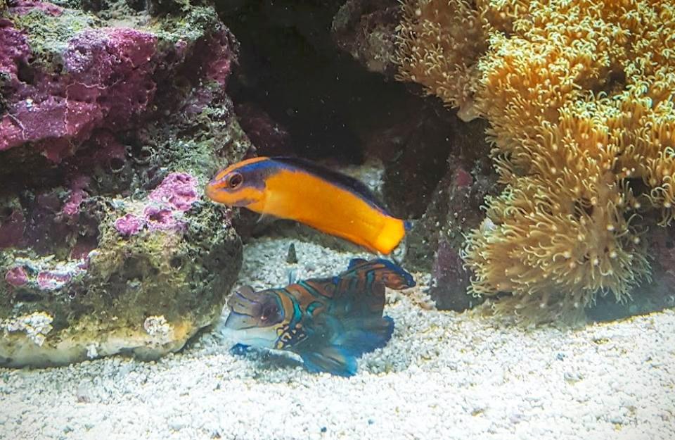 Poseidon's Feast :: Live Marine Copepods - 3000+ Tisbe & Tigriopus Pods for Mandarin & Finicky Fish (16oz) - Customer Photo 1