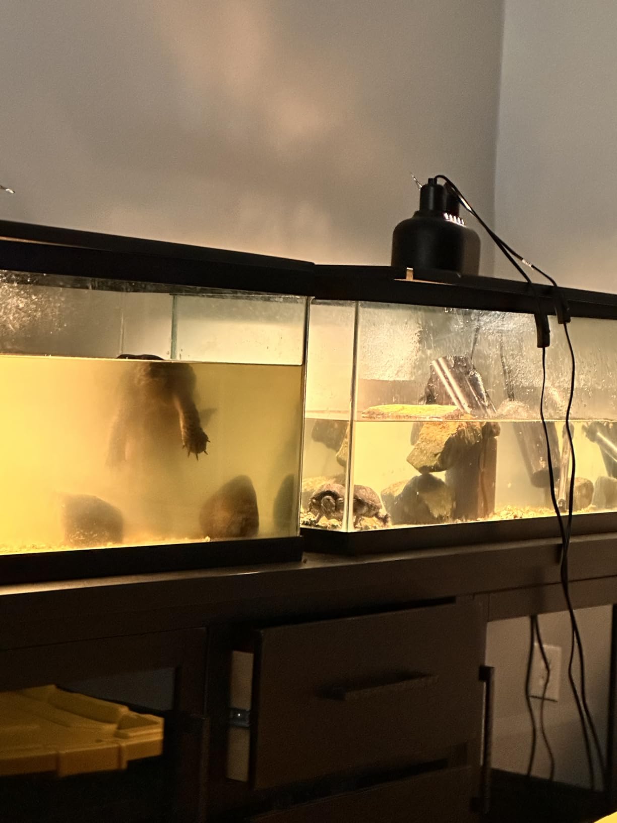 B010PLGHGE Customer Photo 1