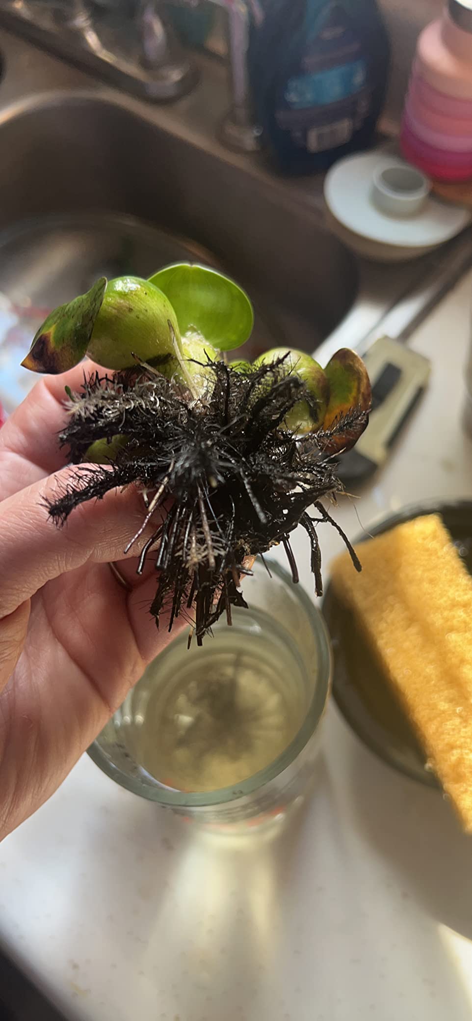 B012CG9OAQ Customer Photo 1