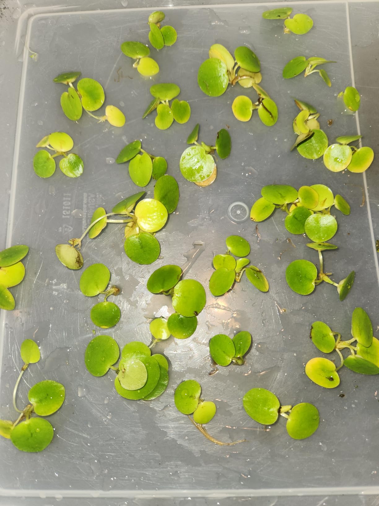 B018YG764Y Customer Photo 1