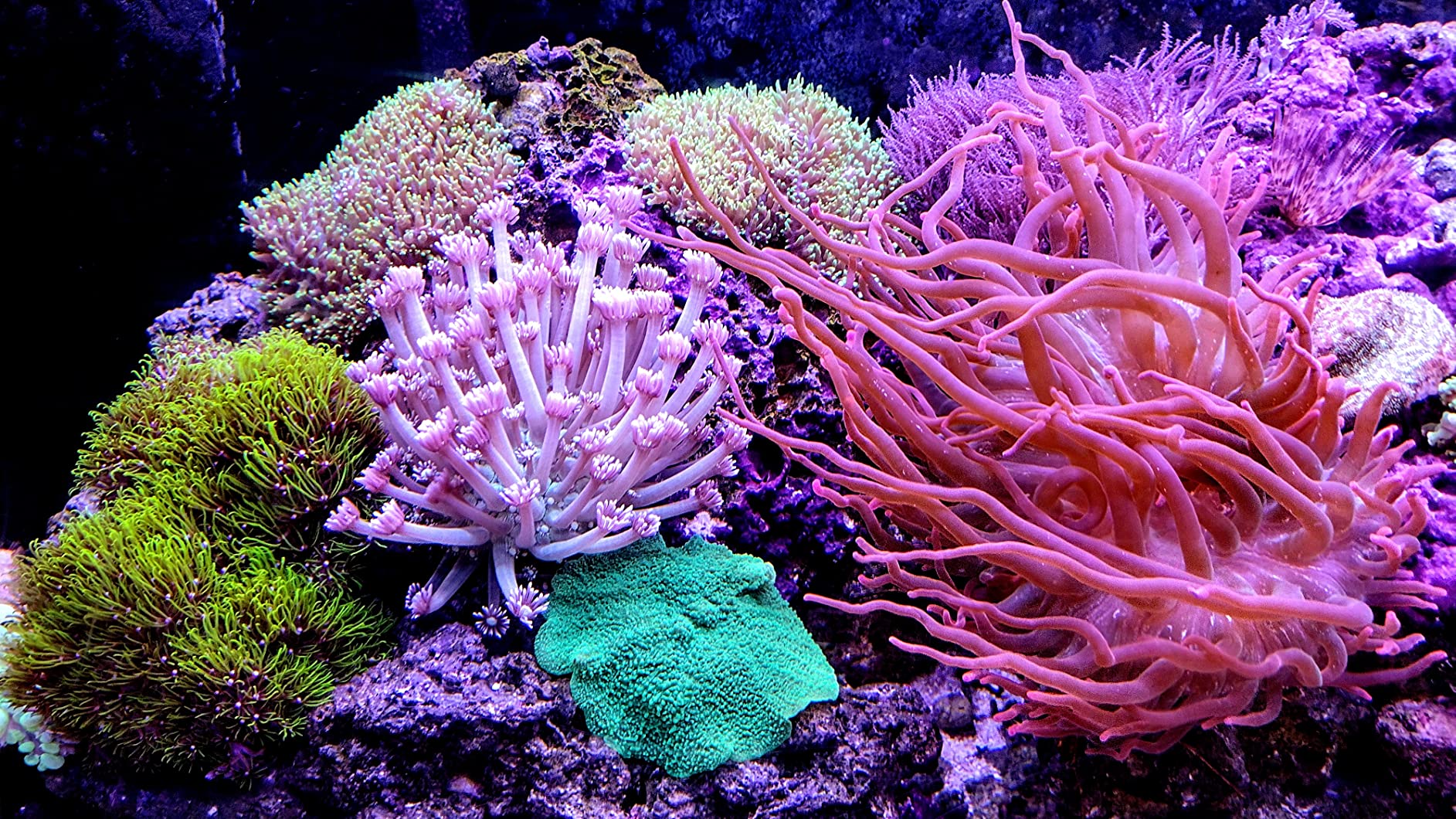 Fritz Aquatics 80243 Reef Pro Mix Complete Marine Salt, 200 Gallon - Customer Photo 1