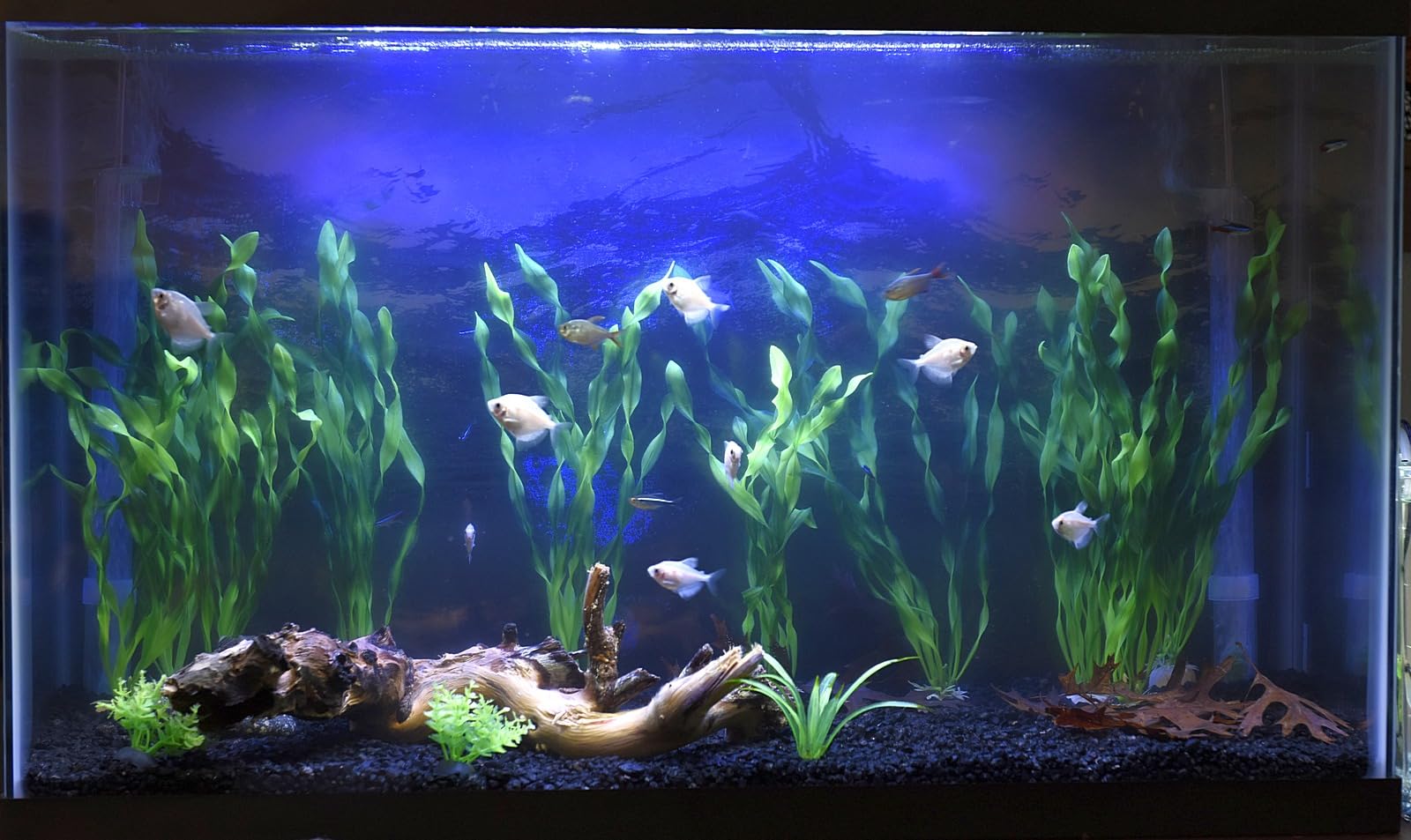 B01LQ78N68 Customer Photo 1