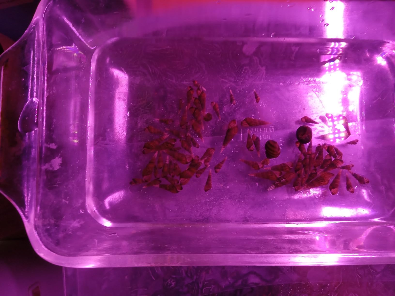 B01MUBNA5H Customer Photo 1