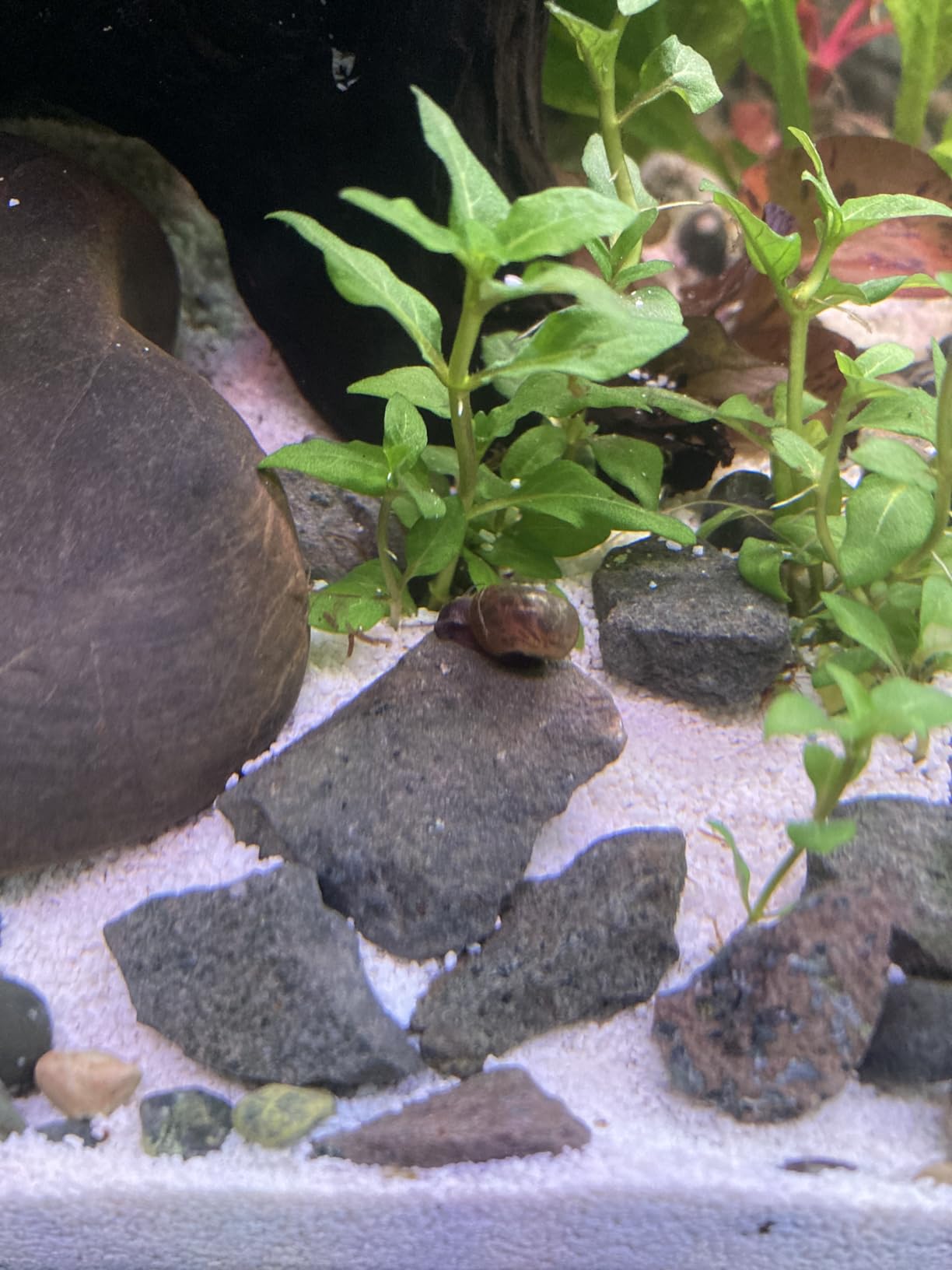 B07DHQDT6X Customer Photo 1