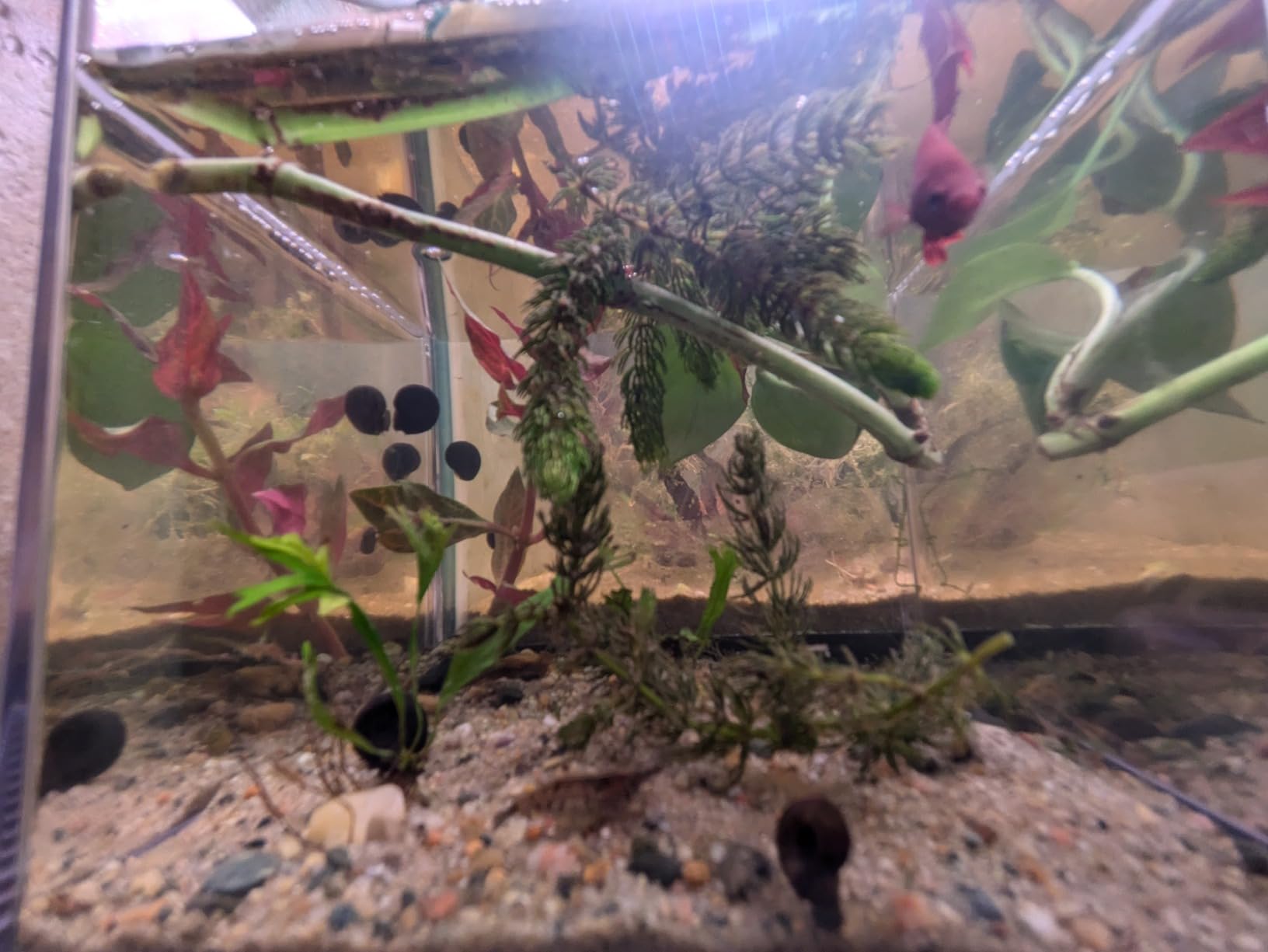 B07DHQDT6X Customer Photo 2