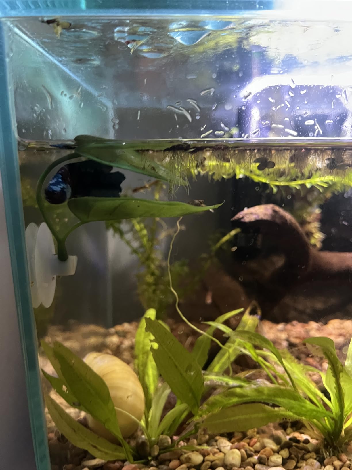 B07HQ61P7Q Customer Photo 2