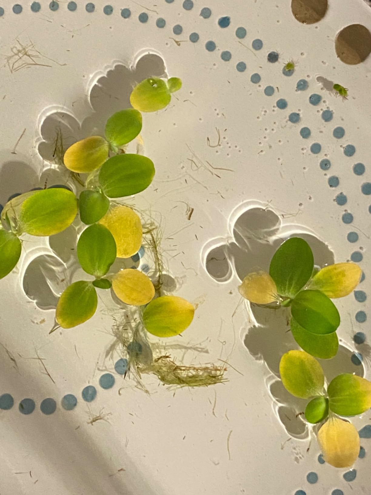 B08BKXYYK1 Customer Photo 2