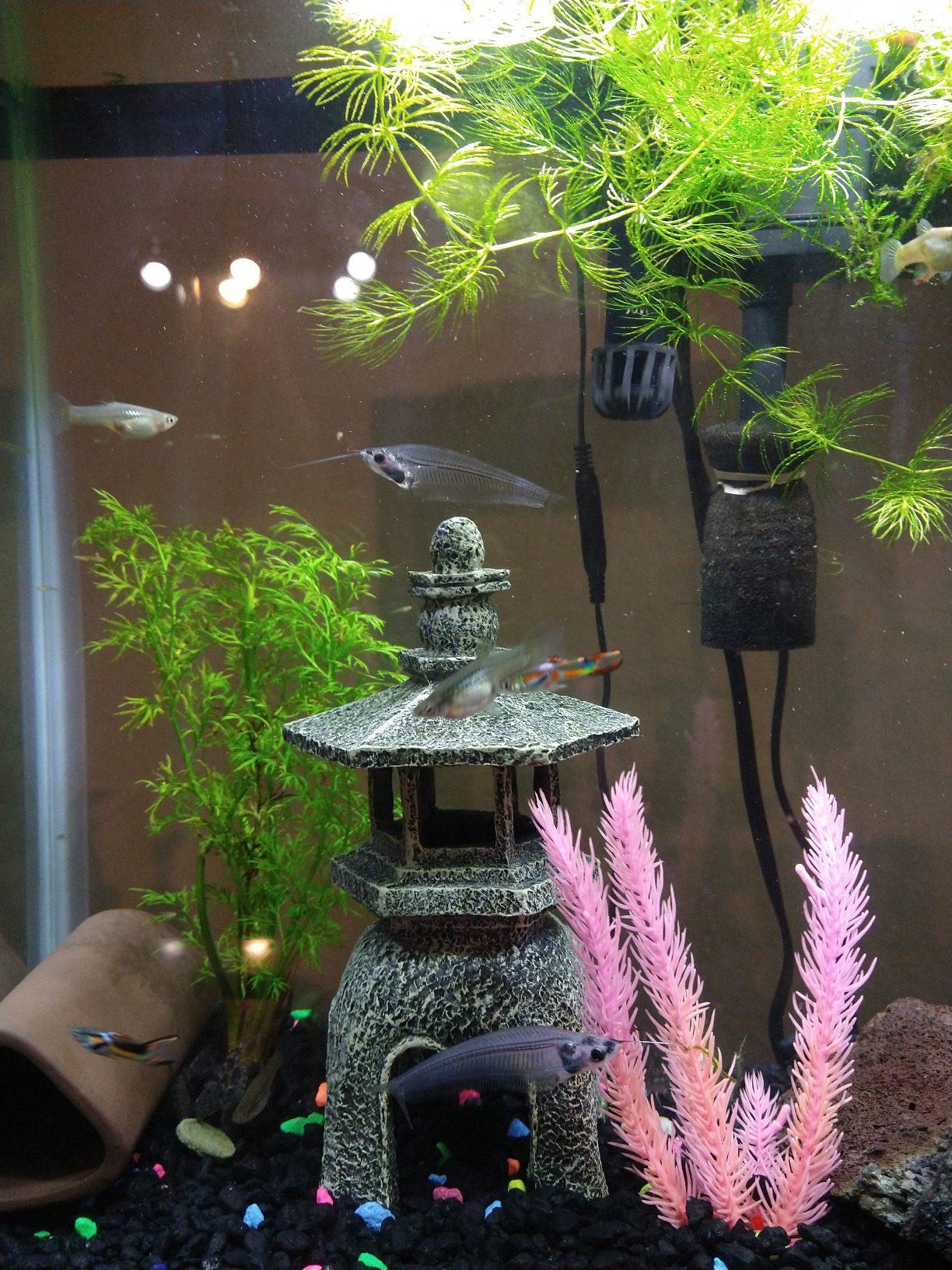 Quinn's Fins Ghost Glass Catfish - Pack of 1 - Customer Photo 1