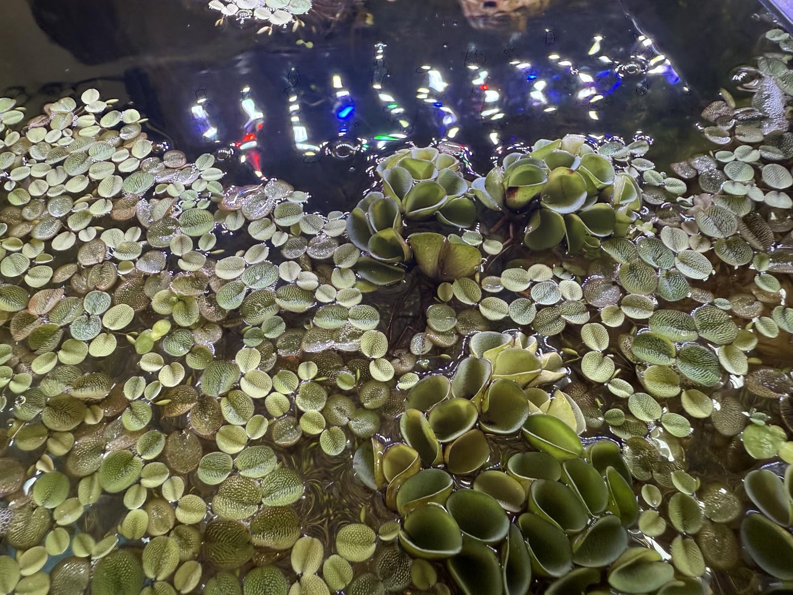 B08NP571WJ Customer Photo 3