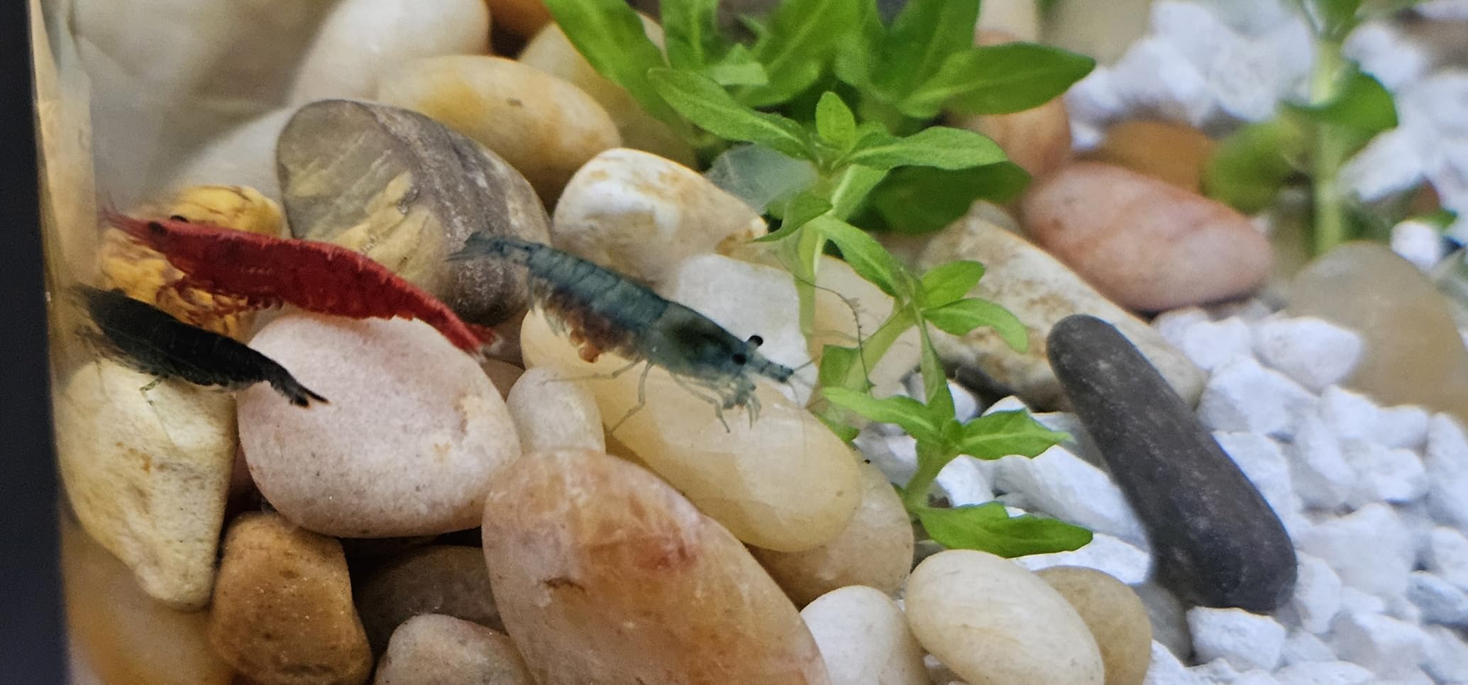 B093ZDL5CY Customer Photo 1