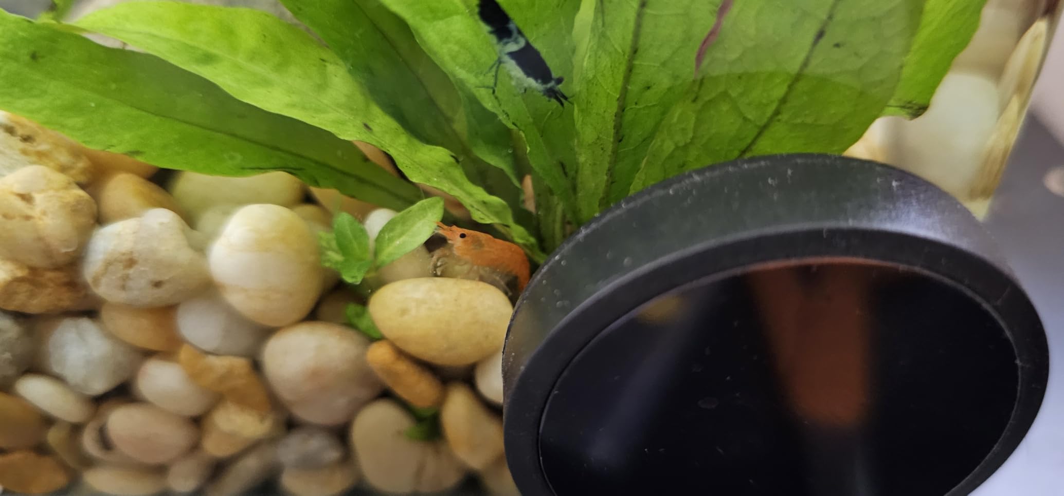 B093ZDL5CY Customer Photo 2