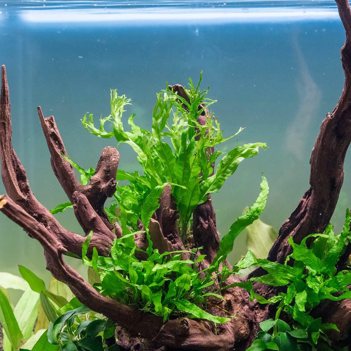 B09B17X9C2 Customer Photo 2