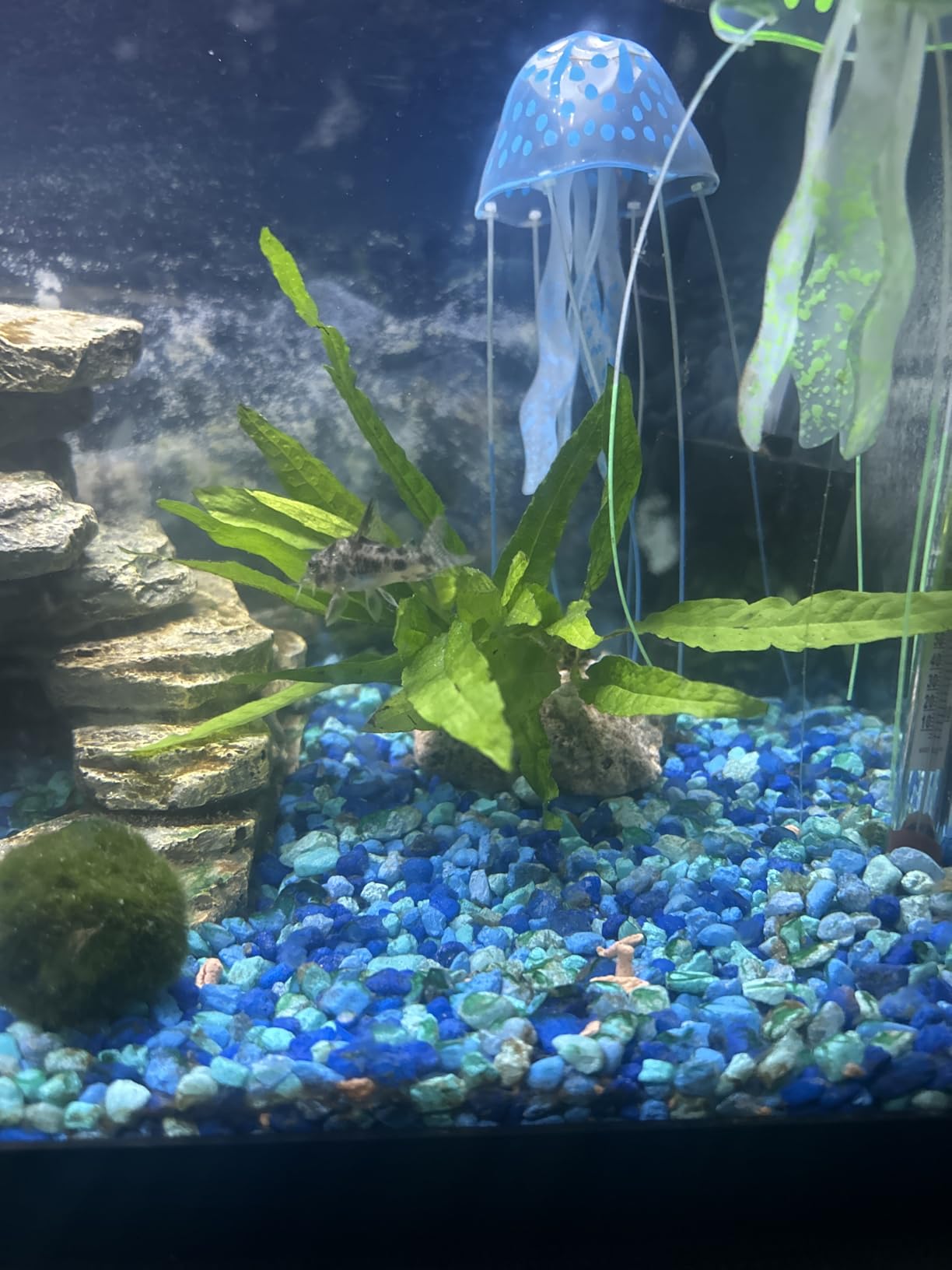 B09BBJD2NX Customer Photo 1