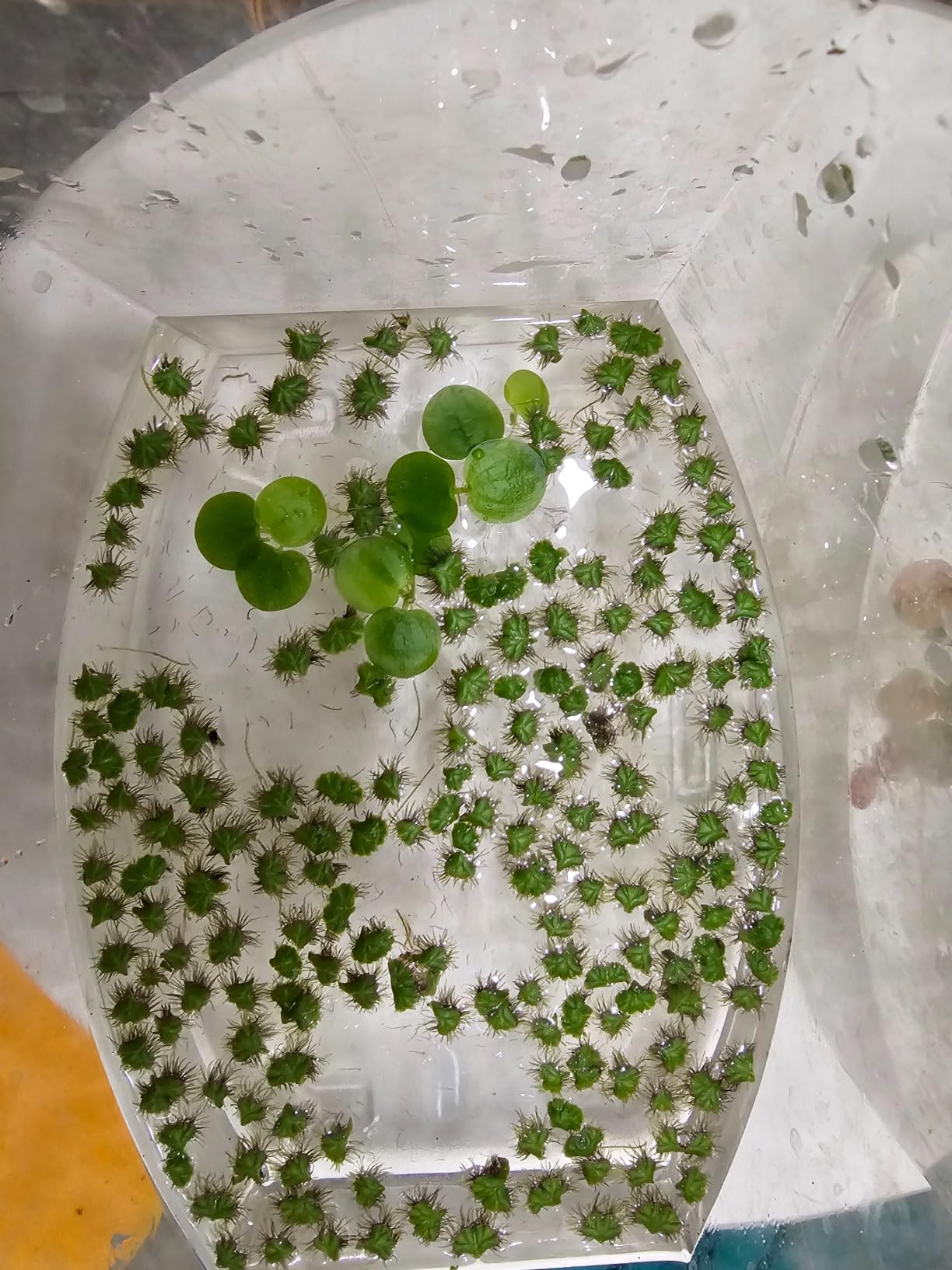 B09BKGS4SY Customer Photo 3