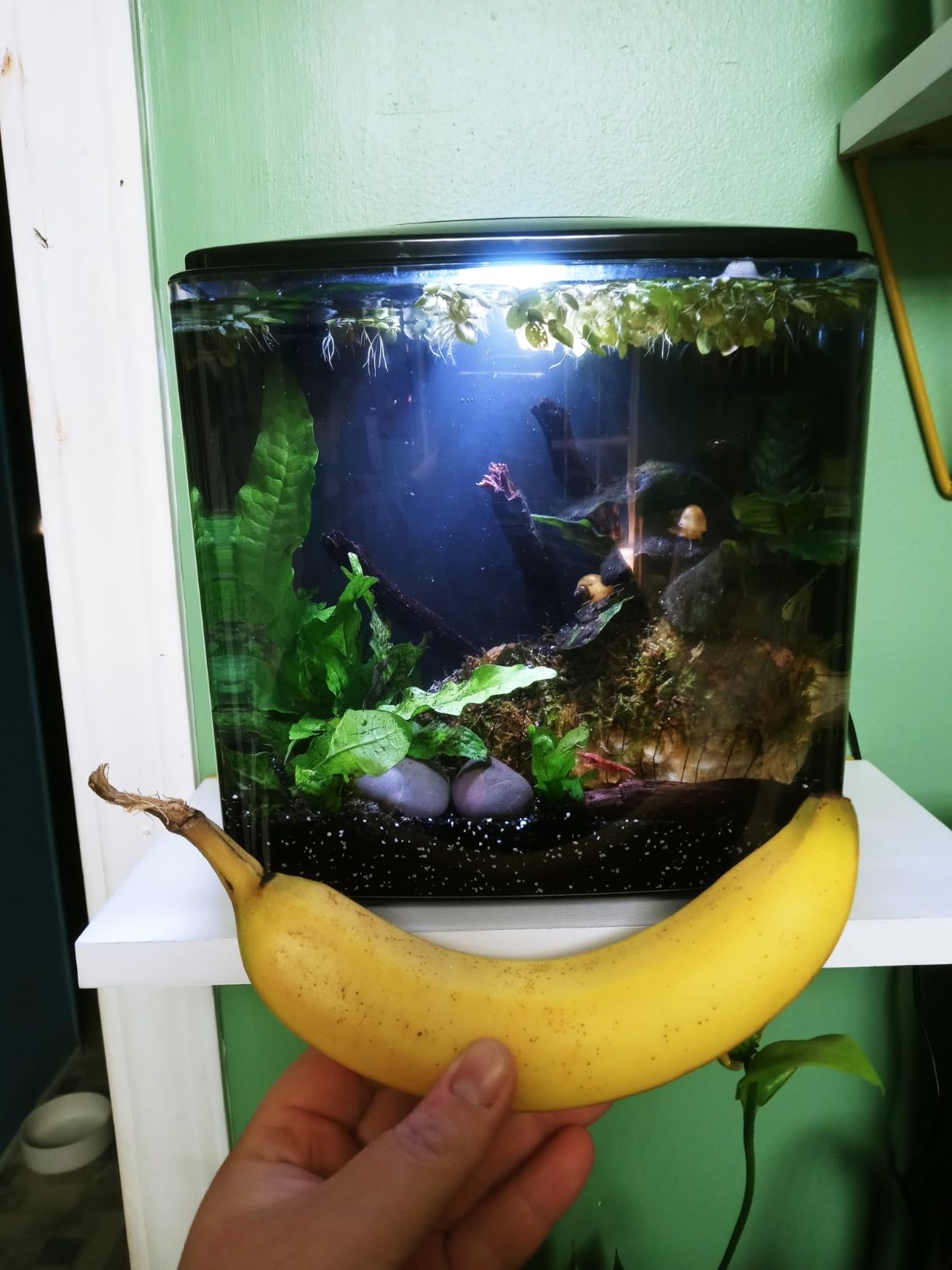 B09NVVTBCQ Customer Photo 2