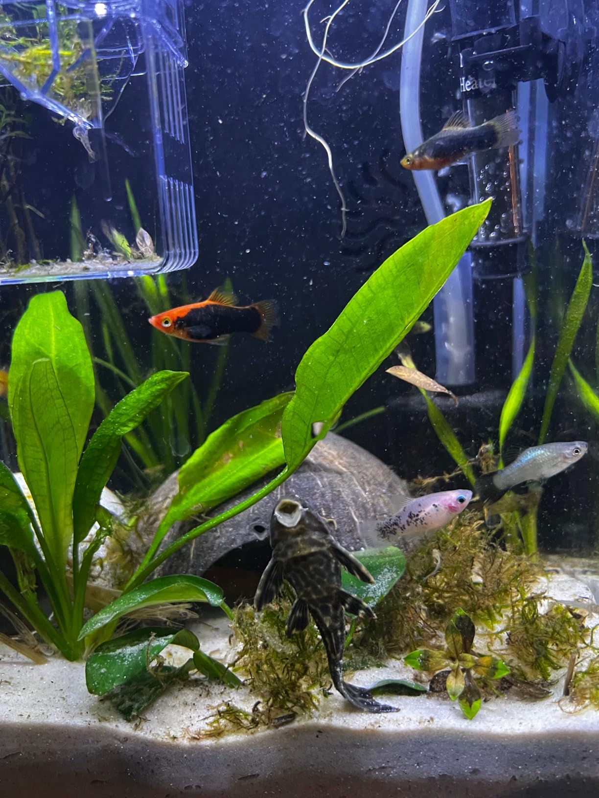 B0BJ9L47QD Customer Photo 1