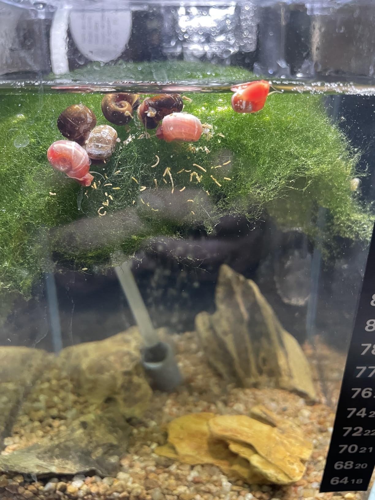 B0BVFJ2BQ3 Customer Photo 1