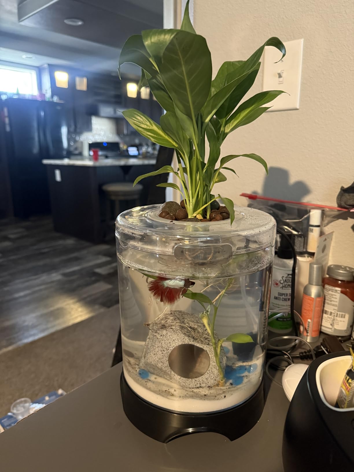 Premium Aquarium Decor, Beta Fish Tank Decorations, Betta Fish Tank Accessories, Fish Rocks Hiding, Playing, Resting Spots - Avoid Aggressive Behavior (Alien) Customer Review Premium Aquarium Decor, Beta Fish Tank Decorations, Betta Fish Tank Accessories, Fish Rocks Hiding, Playing, Resting Spots - Avoid Aggressive Behavior (Alien) - Customer Photo 2