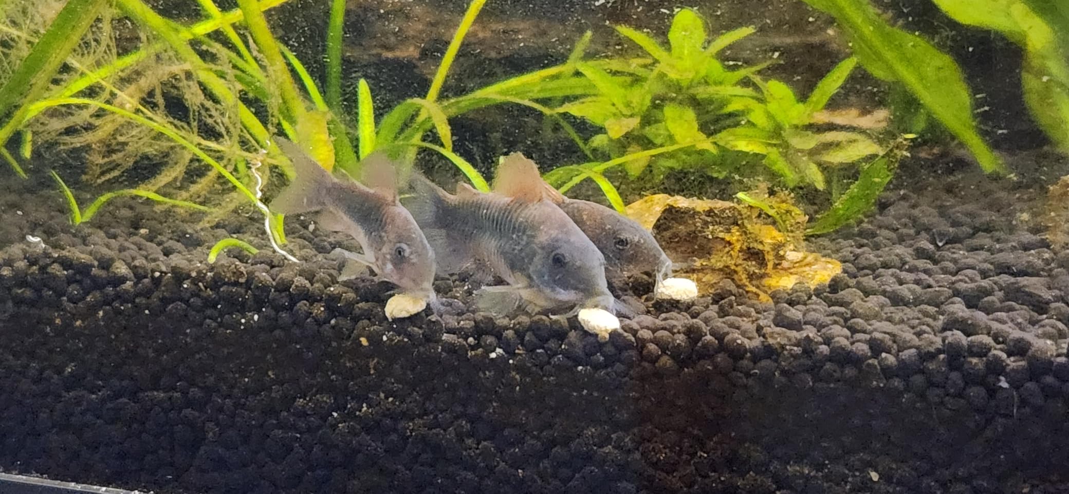 Ultra Fresh Bottom Feeder Fish Food, Sword Prawns, Natural Protein, Balanced Diet, for Catfish, Corydoras, Loaches, Tropical Shrimp Pie 2.05 Ounces - Customer Photo 1