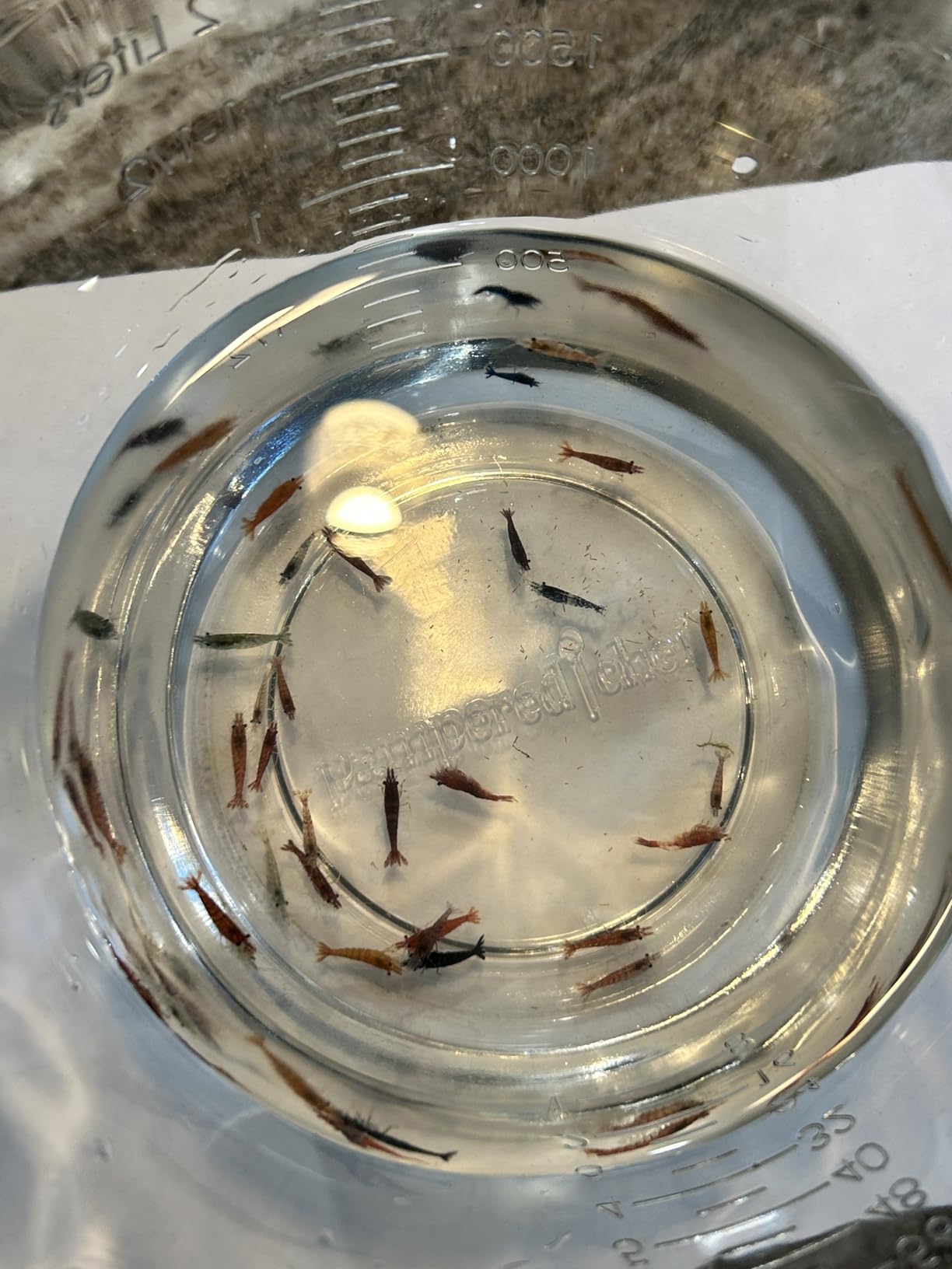 B0CZPVJ12W Customer Photo 2