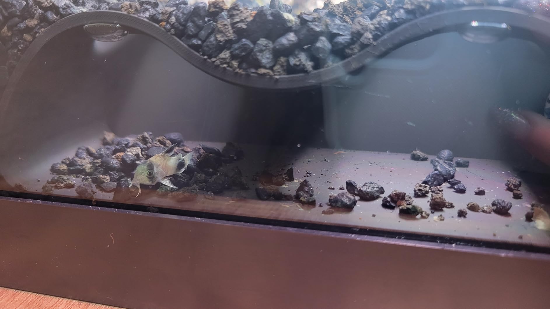 Aquarium Underground Tunnel Cave Natural Curve Two Hole | Viewing Fish & Shrimp Under Gravel Tunnel | Fish Tank Decor Decoration Hideout Perfect for Corydora Catfish, Kuhli Loach, Pleco - Customer Photo 1