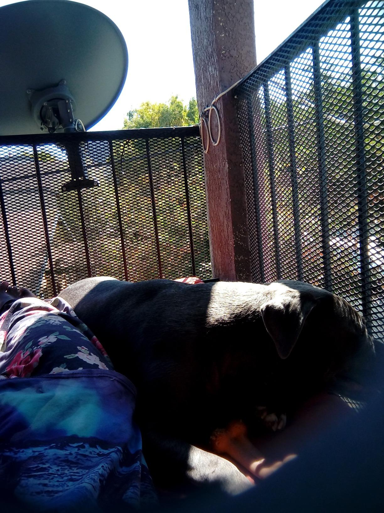 Coleman Trailhead II Large Folding Cot with Easy Setup & Takedown, Supports Adults up to 6ft 2in or 300lbs, Great for Camping, Lounging, Elevated Sleeping, Guests, & More - Customer Photo 1