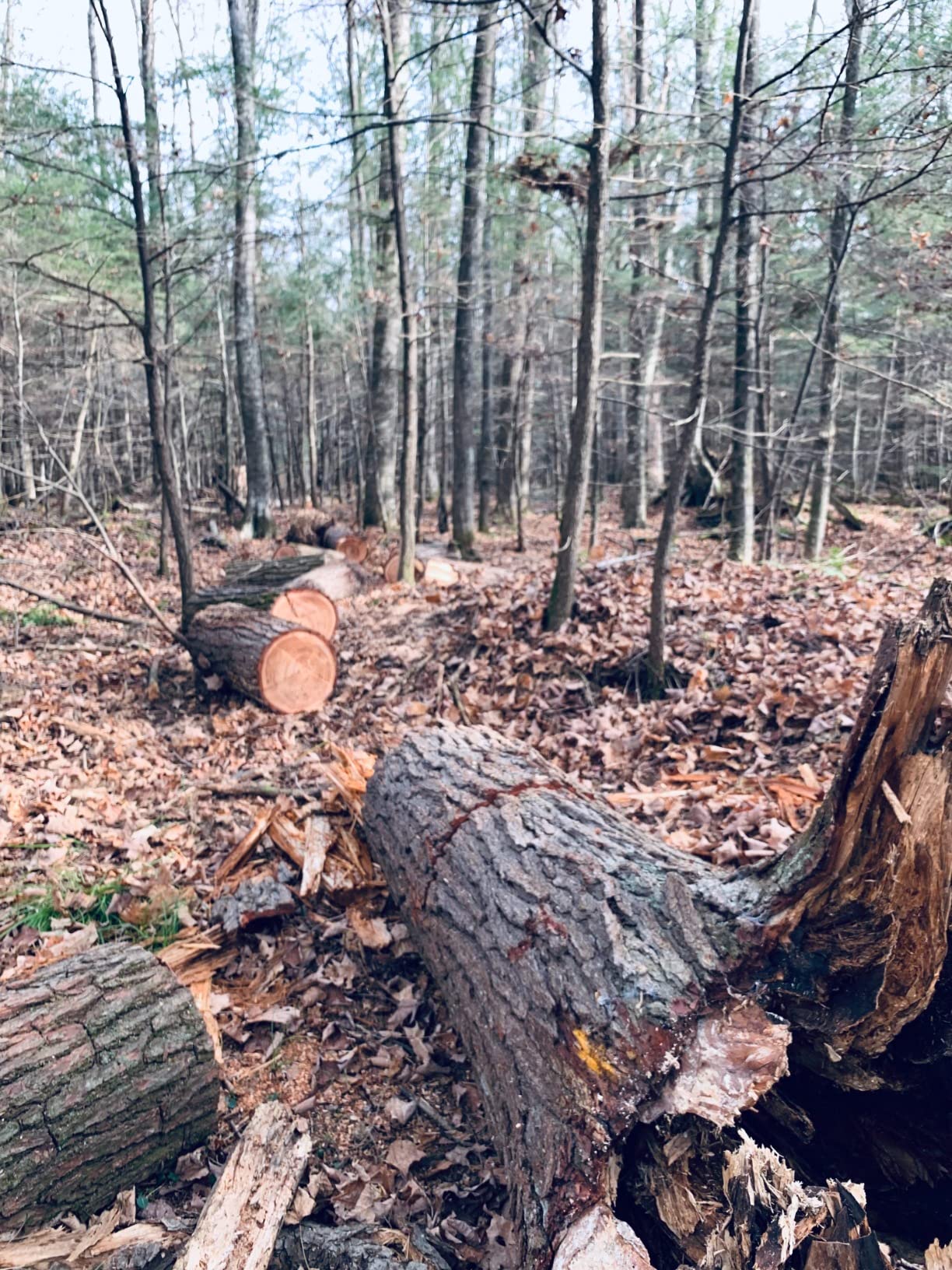 Wells Lamont Men's HydraHyde Leather Winter Work Gloves Water-Resistant Insulated Large (1202L) - Customer Photo 1