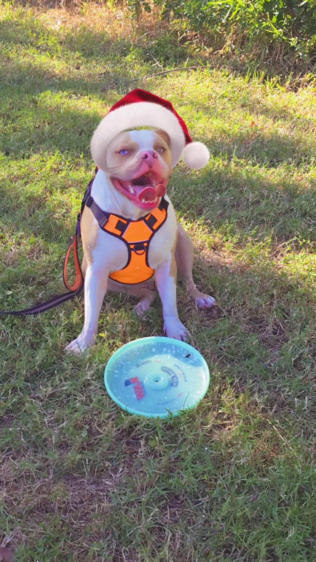 Black Rhino Heavy Duty Dog Leash for Medium and Large Dogs - 6 ft Long Double Handle Leash with Padded Traffic Control Handles and Bag for Comfort - Reflective, Durable, and Weather Resistant - Customer Photo 1