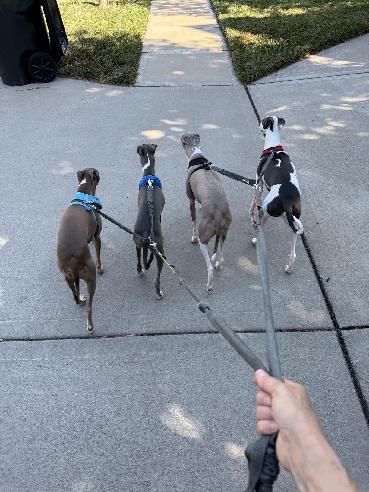 Tuff Mutt Hands Free Dog Leash for Walking Running Hiking, Waist Leash with Bungee, Adjustable Belt, Reflective Double Handle Design for Large Medium Dogs - Customer Photo 1