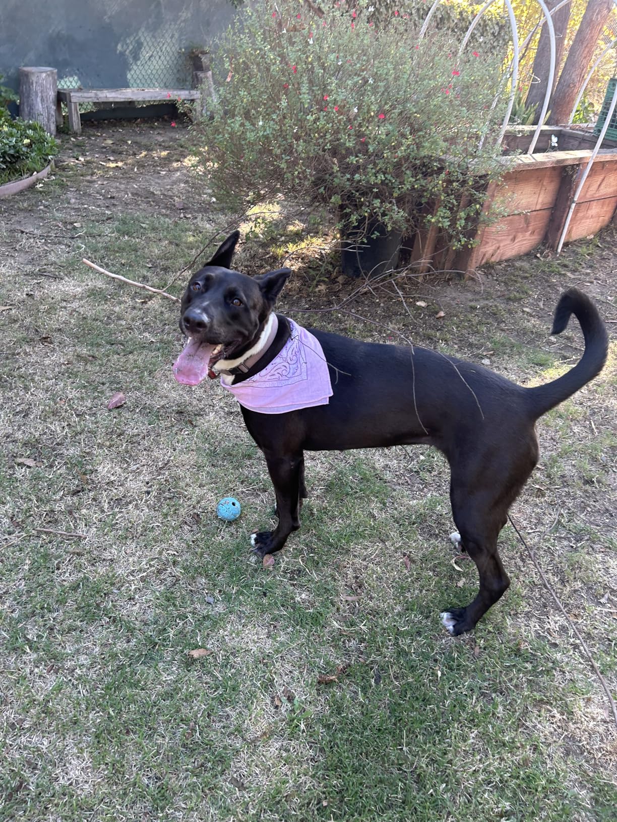 QUMY Dog Shoes for Large Dogs, Medium Dog Boots & Paw Protectors for Winter Snowy Day, Summer Hot Pavement, Water-Resistant in Rainy Weather, Outdoor Walking, Indoor Hardfloors Skid-Resistant Sole - Customer Photo 3