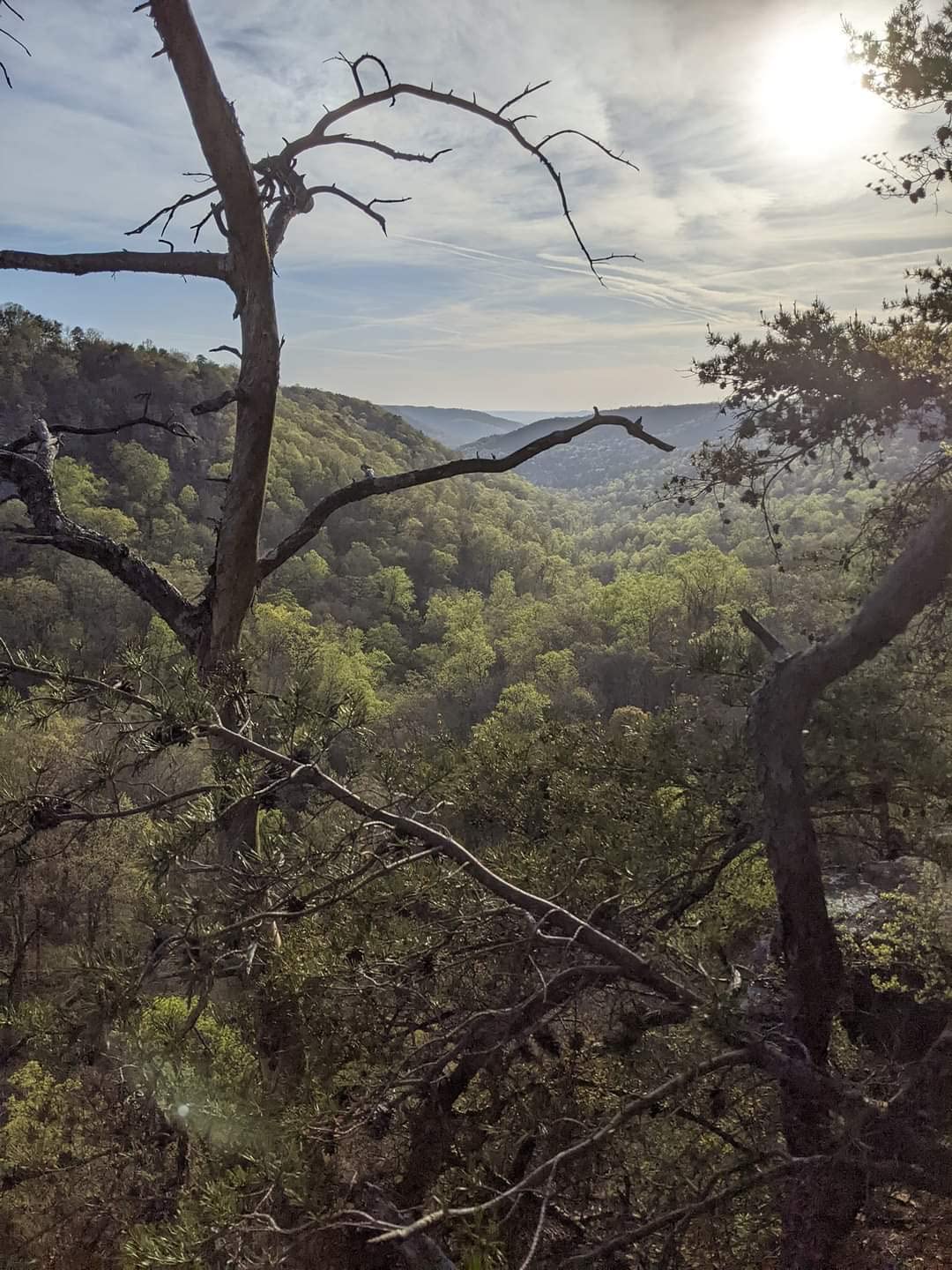 TrailBuddy Trekking Poles – Lightweight 7075 Aluminum Hiking Poles for Women, Men & Seniors – Collapsible or Foldable Walking Sticks for Travel, Trails & Balance - Customer Photo 3