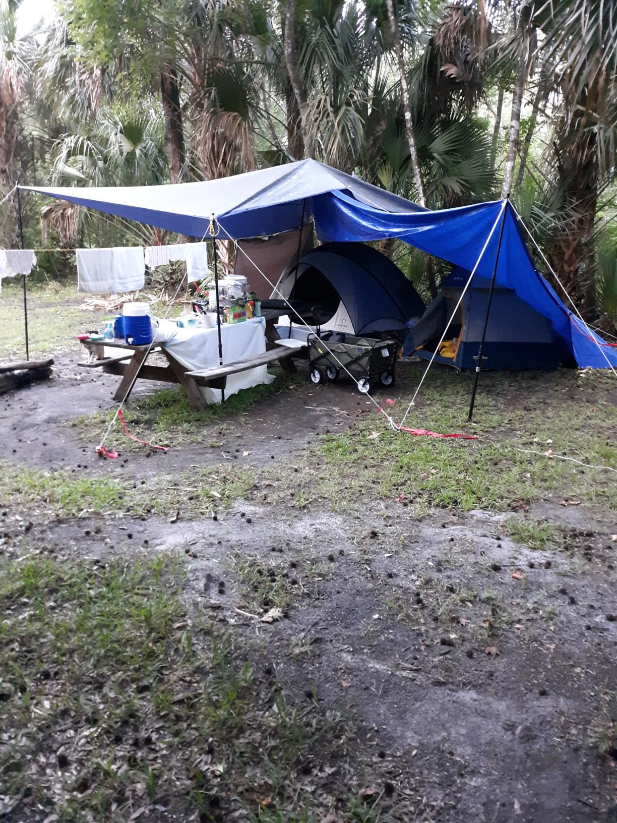 Green Elephant Camping Tarp Poles - Adjustable Aluminum Telescoping Tent Poles for Tarps, Canopy & Awning - Heavy Duty Collapsible Pole Set of 2 - Extends 8ft 2.8 in, Shrinks to 2ft 9.5 in. - Customer Photo 3