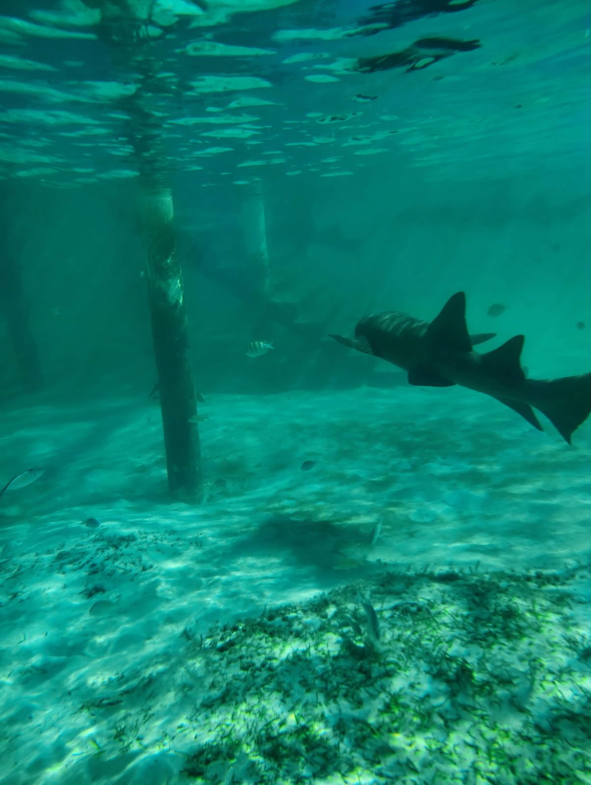 Hiearcool Waterproof Phone Pouch, IPX8 Waterproof Phone Case for iPhone 17/16/15/14 Pro Max - 2 Pack - Customer Photo 1