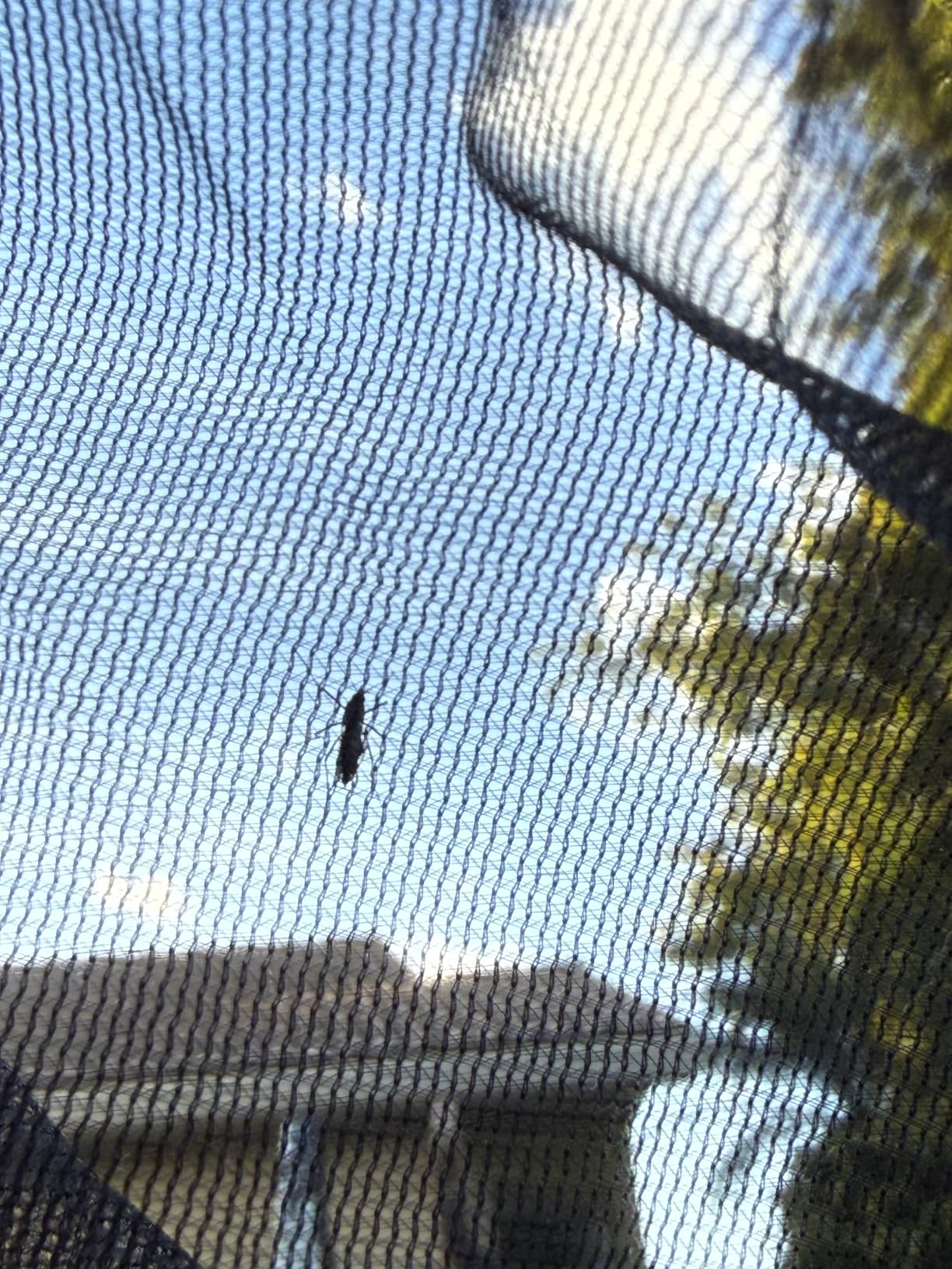 Foxelli XL Hammock Net – 12ft Net for Hammocks, Lightweight Portable Hammock Netting, Fast and Easy Set Up, Fits All Camping Hammocks - Customer Photo 1