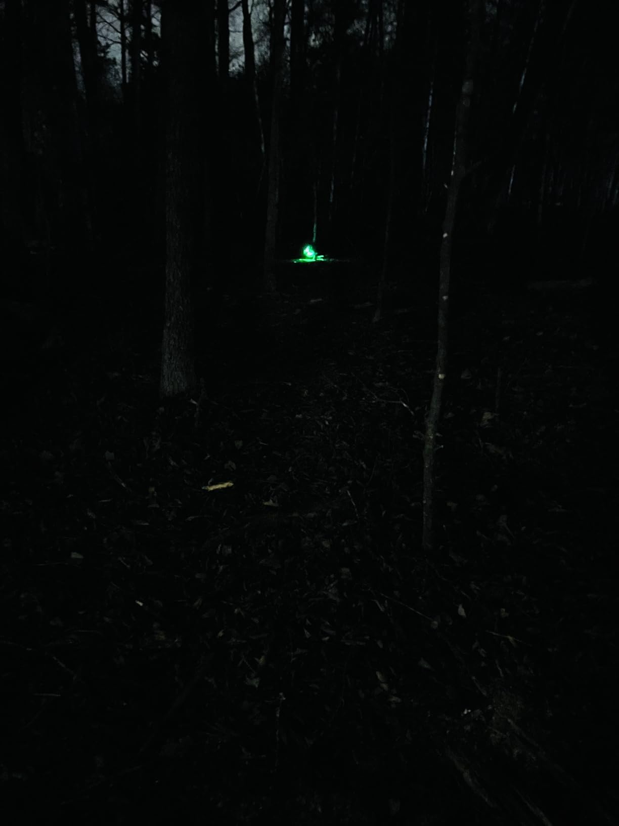 Led Dog Collar, BSEEN USB Rechargeable Flash Dog Necklace Light, Pet Safety Collar Makes Your Beloved Dogs Be Seen at Night for Small Medium Large Dogs(Green) - Customer Photo 2