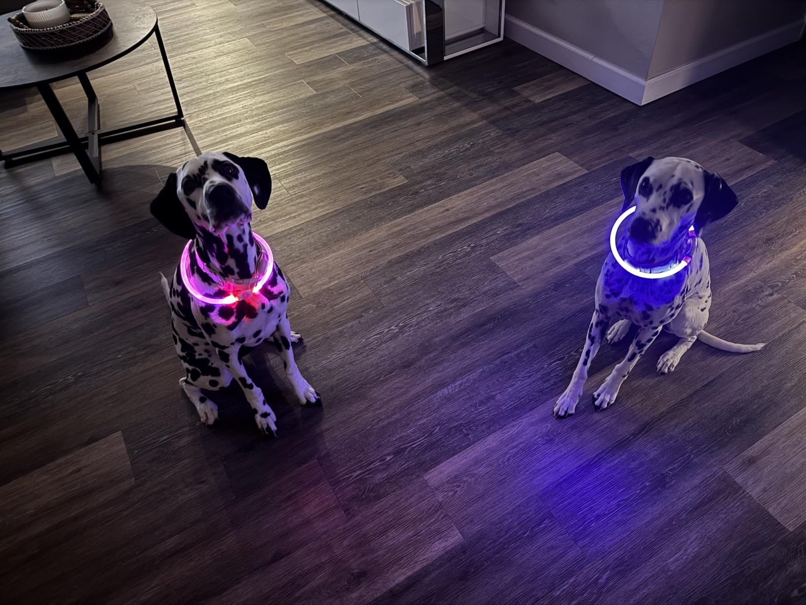 Led Dog Collar, BSEEN USB Rechargeable Flash Dog Necklace Light, Pet Safety Collar Makes Your Beloved Dogs Be Seen at Night for Small Medium Large Dogs(Green) - Customer Photo 5