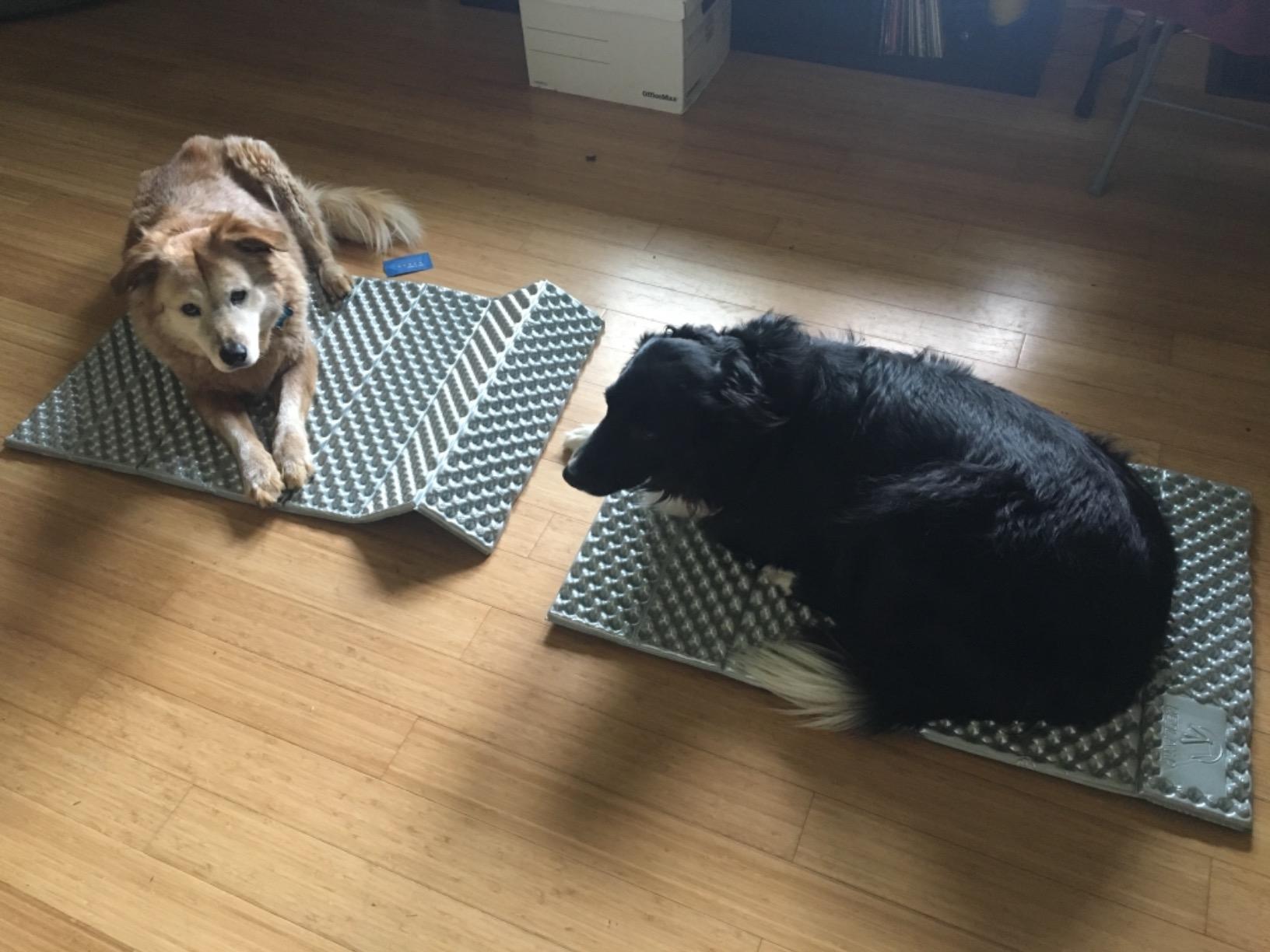 REDCAMP Foldable Foam Camping Pads for Sleeping, Waterproof Closed Cell Foam Camping Sleeping Pad - Ultra-Lightweight for Hiking & Backpacking, R-2.1 Insulated - Customer Photo 1