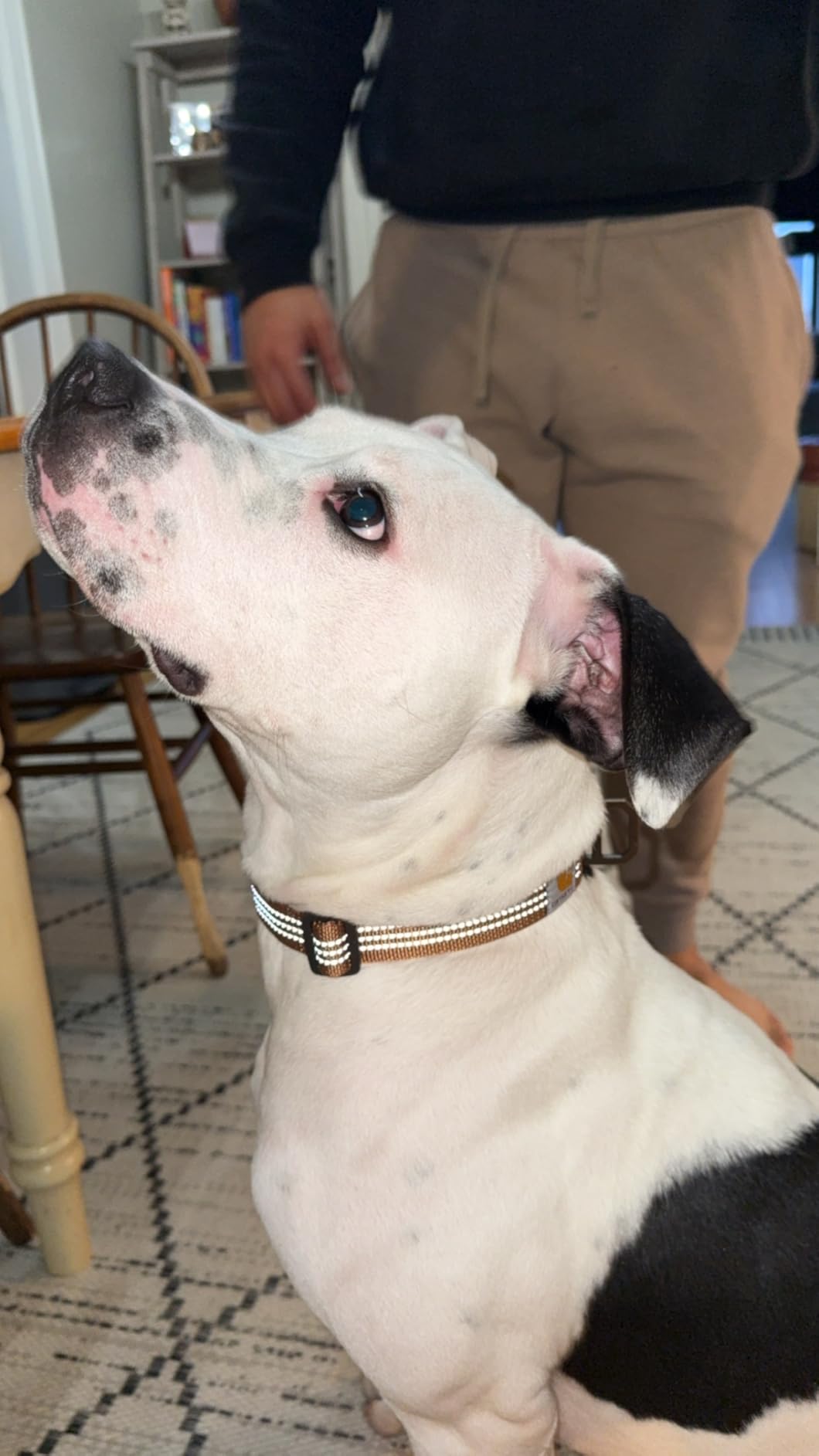 Carhartt Fully Adjustable Nylon Webbing Collars for Dogs, Reflective Stitching for Visibility, Hunter Orange (Nylon Webbing), Medium - Customer Photo 1