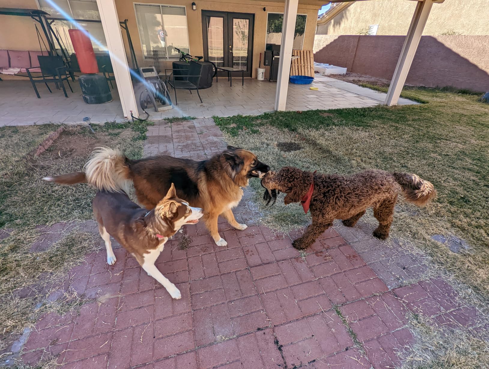 Carhartt Fully Adjustable Nylon Webbing Collars for Dogs, Reflective Stitching for Visibility, Hunter Orange (Nylon Webbing), Medium - Customer Photo 2