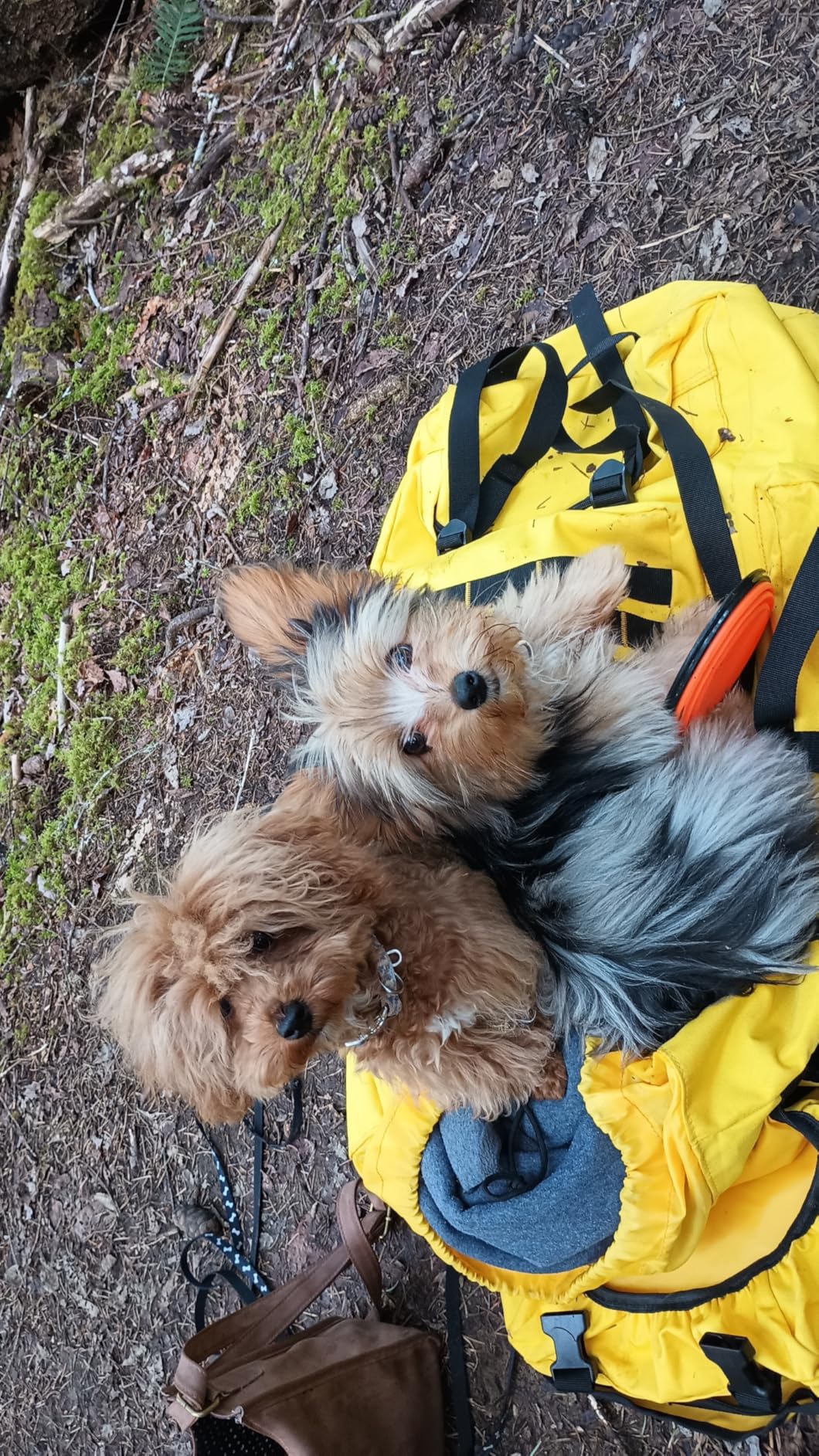 Dog Bowl Pet Collapsible Bowls, 2 Pack for Cats Dogs, Portable Pet Feeding Watering Dish for Walking Parking Traveling with 2 Carabiners (Small, Blue+Green) - Customer Photo 3