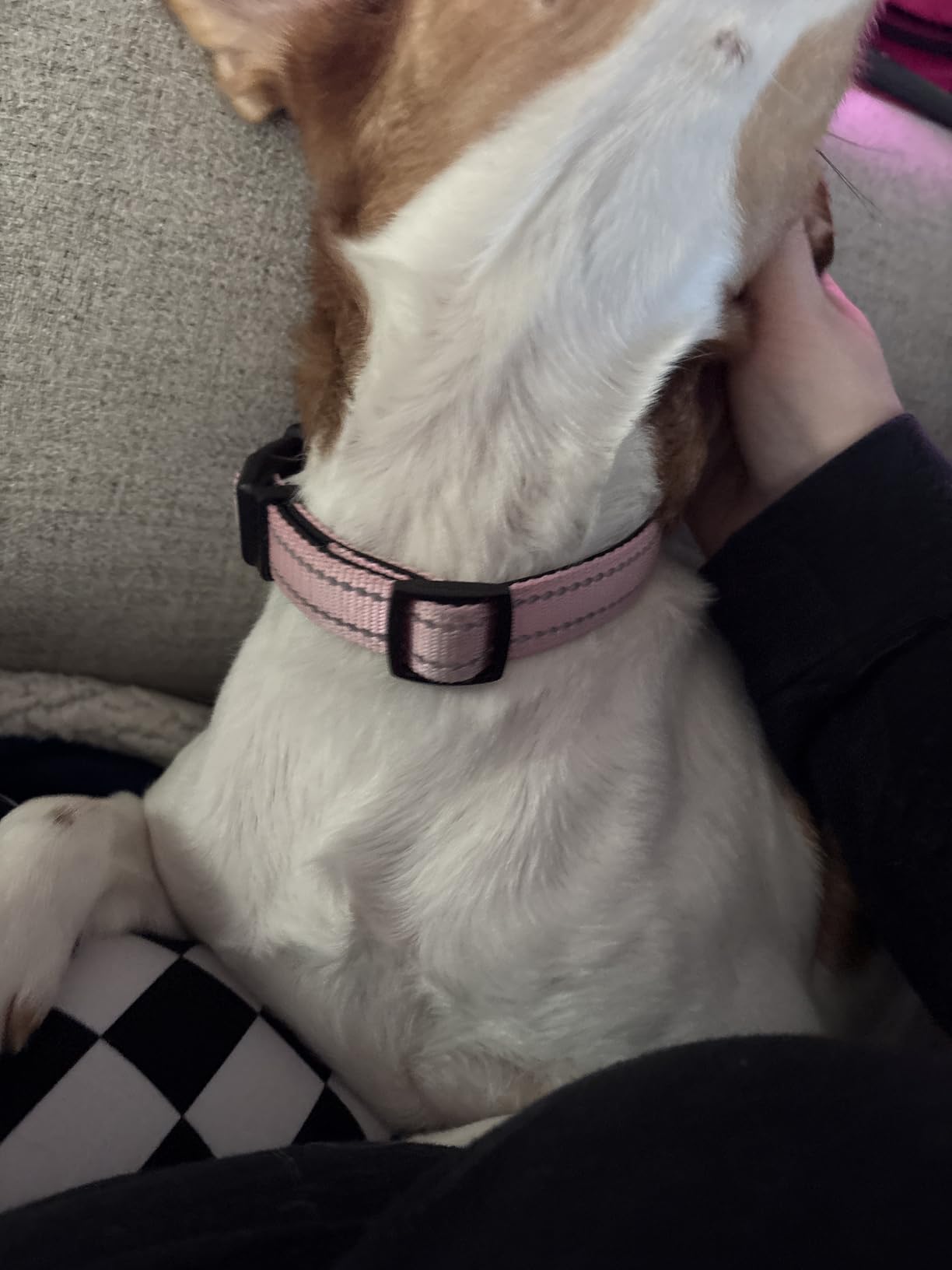 Joytale Reflective Dog Collar,Soft Neoprene Padded Breathable Nylon Pet Collar Adjustable for Large Dogs,Purple,L - Customer Photo 1