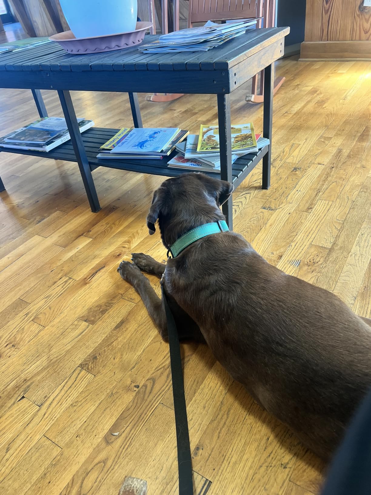 Joytale Reflective Dog Collar,Soft Neoprene Padded Breathable Nylon Pet Collar Adjustable for Large Dogs,Purple,L - Customer Photo 2