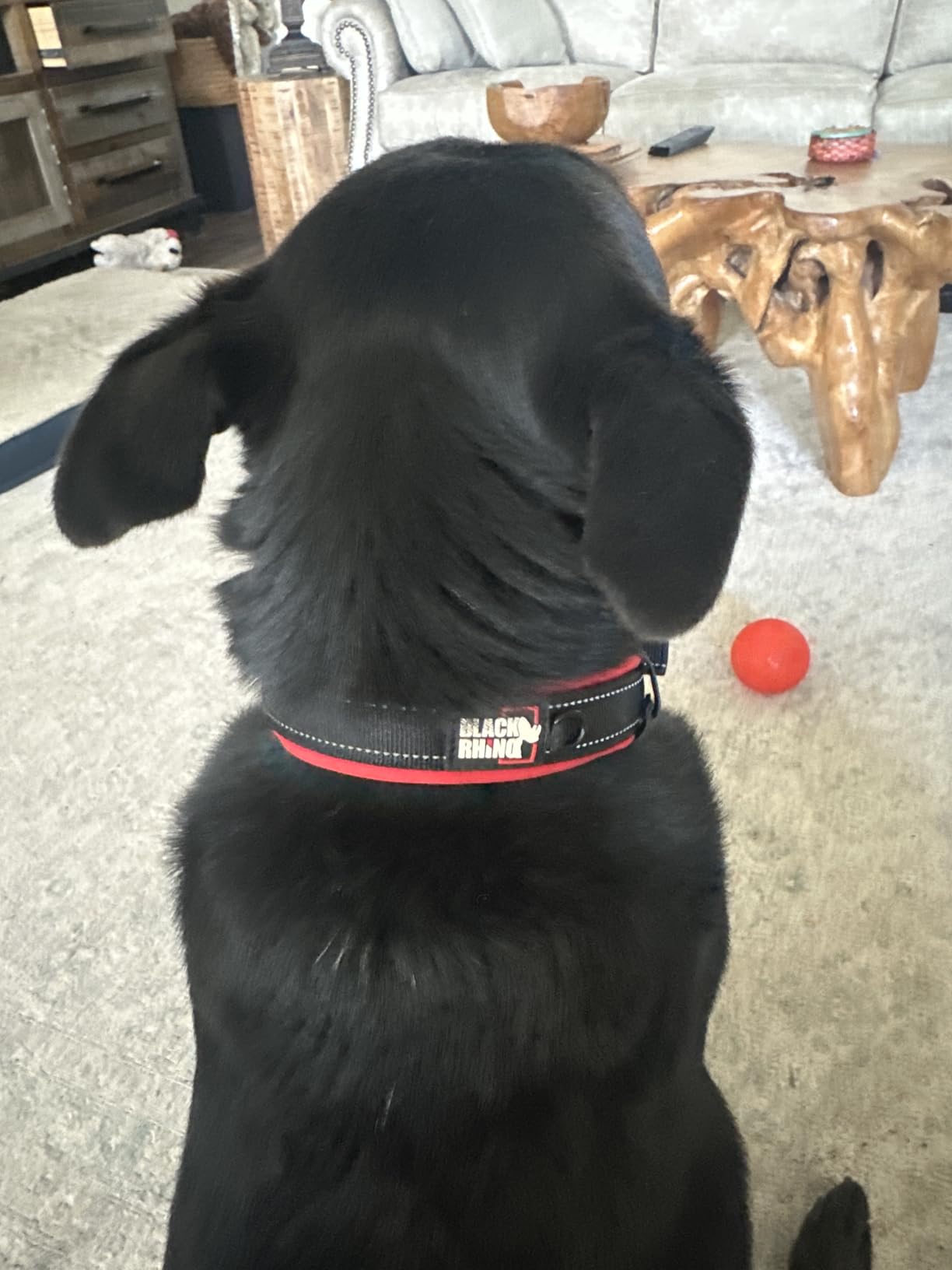 Black Rhino Dog Collars for Medium Dogs - Adjustable Reflective Heavy Duty Dog Collar with Ultra-Soft Neoprene Padding - Weatherproof, Durable, and Comfortable for Active Dogs - Orange and Black - Customer Photo 1