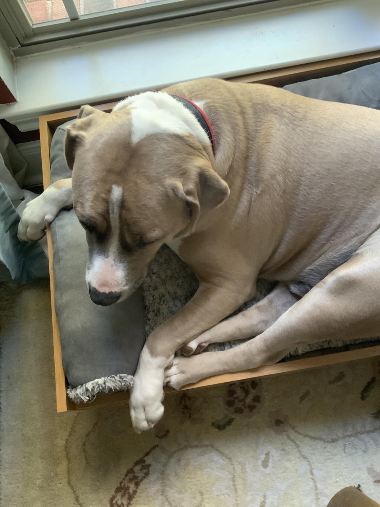 Black Rhino Dog Collars for Medium Dogs - Adjustable Reflective Heavy Duty Dog Collar with Ultra-Soft Neoprene Padding - Weatherproof, Durable, and Comfortable for Active Dogs - Orange and Black - Customer Photo 2