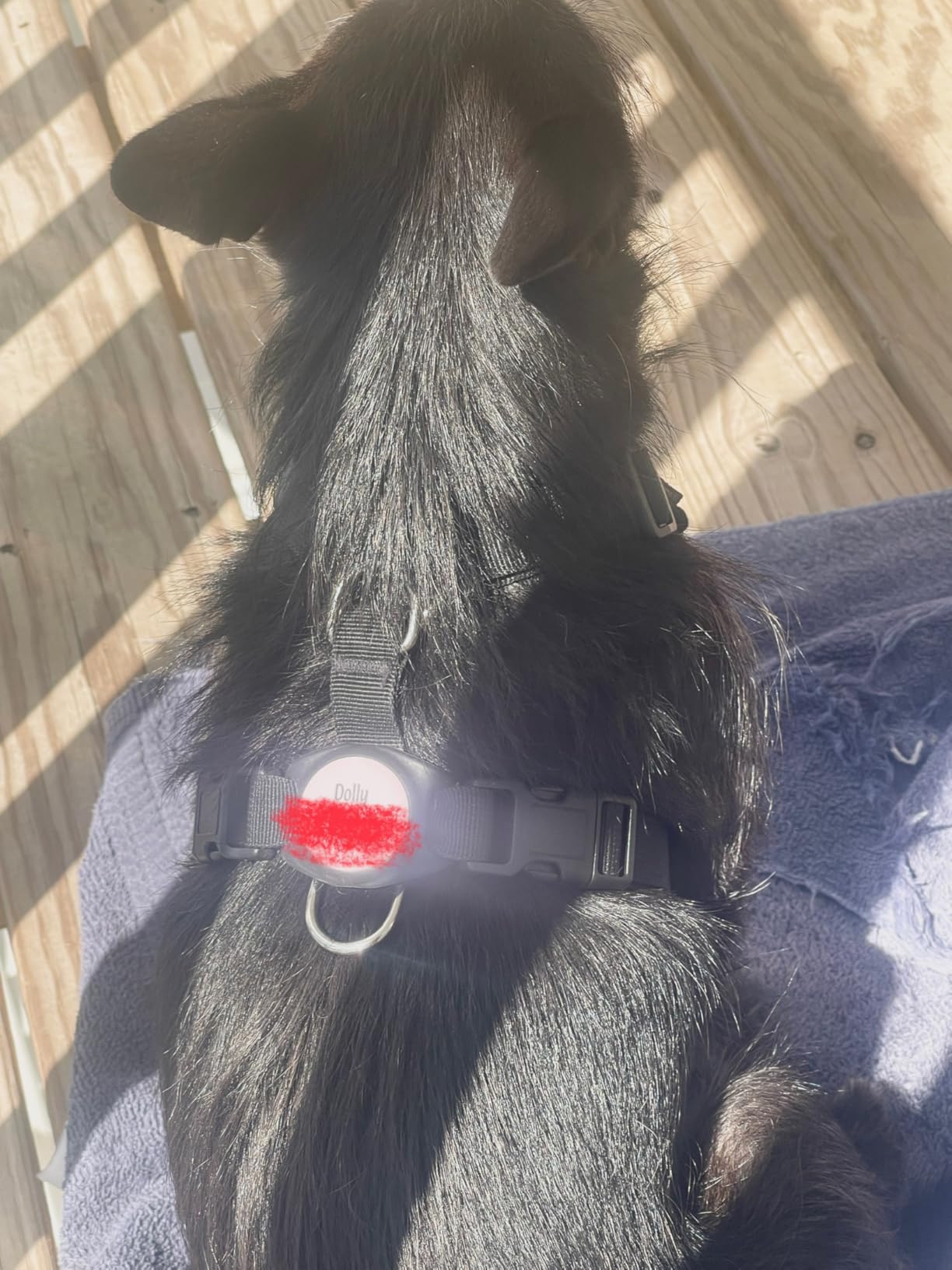 SlowTon Dog Seat Belt Harness for Car, Dog Car Harness Adjustable Mesh Breathable & Dog Seatbelt Safety Tether with Elastic Bungee for Small Medium Large Pets(Black, Double Clip, M) - Customer Photo 1