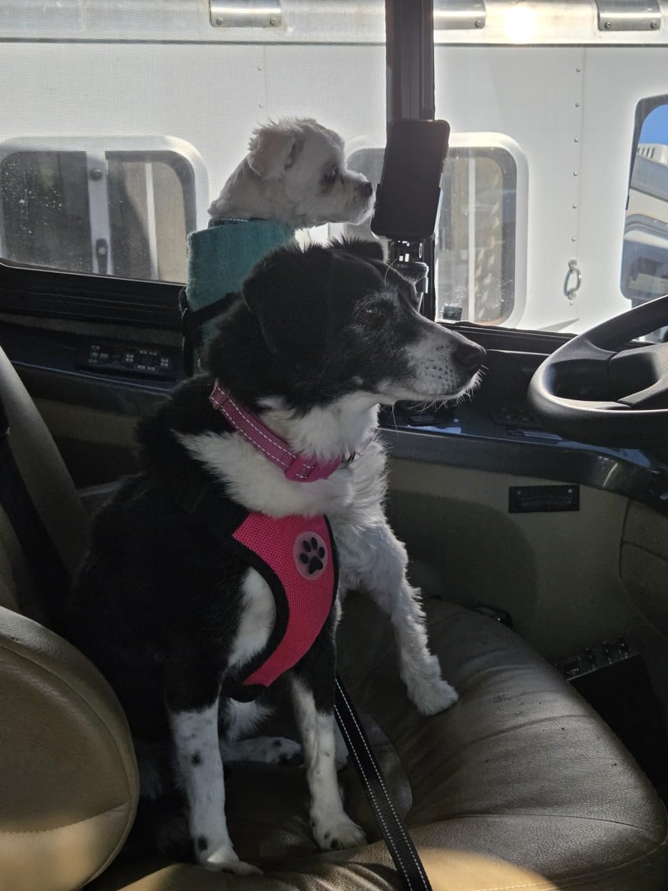 SlowTon Dog Seat Belt Harness for Car, Dog Car Harness Adjustable Mesh Breathable & Dog Seatbelt Safety Tether with Elastic Bungee for Small Medium Large Pets(Black, Double Clip, M) - Customer Photo 4