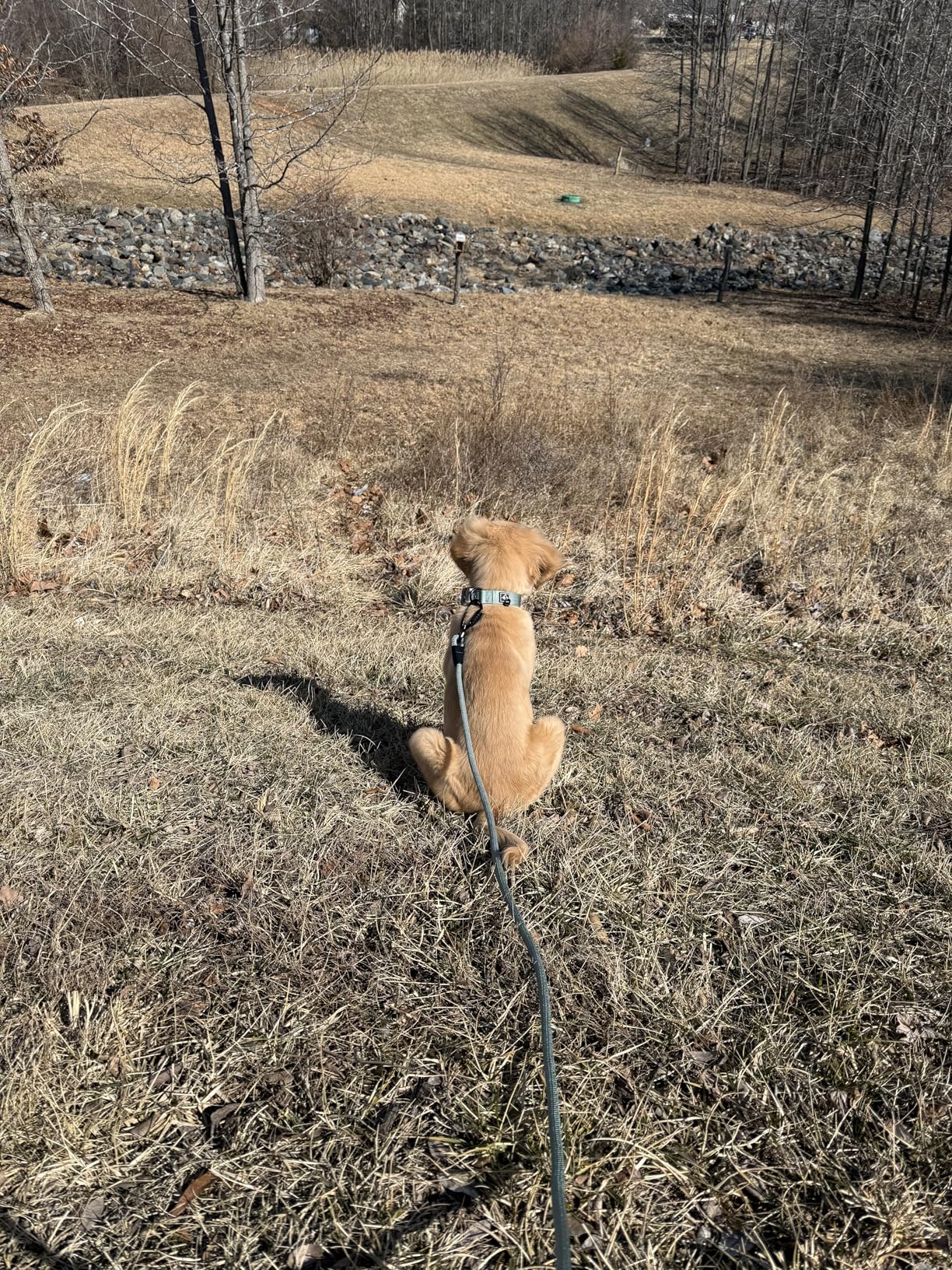 MADE TO ROAM Premium Explorer Leash - Climbing Rope Leash with Autolocking Aviation Aluminum Carabiner - Oregon Haze, 4ft - Customer Photo 5