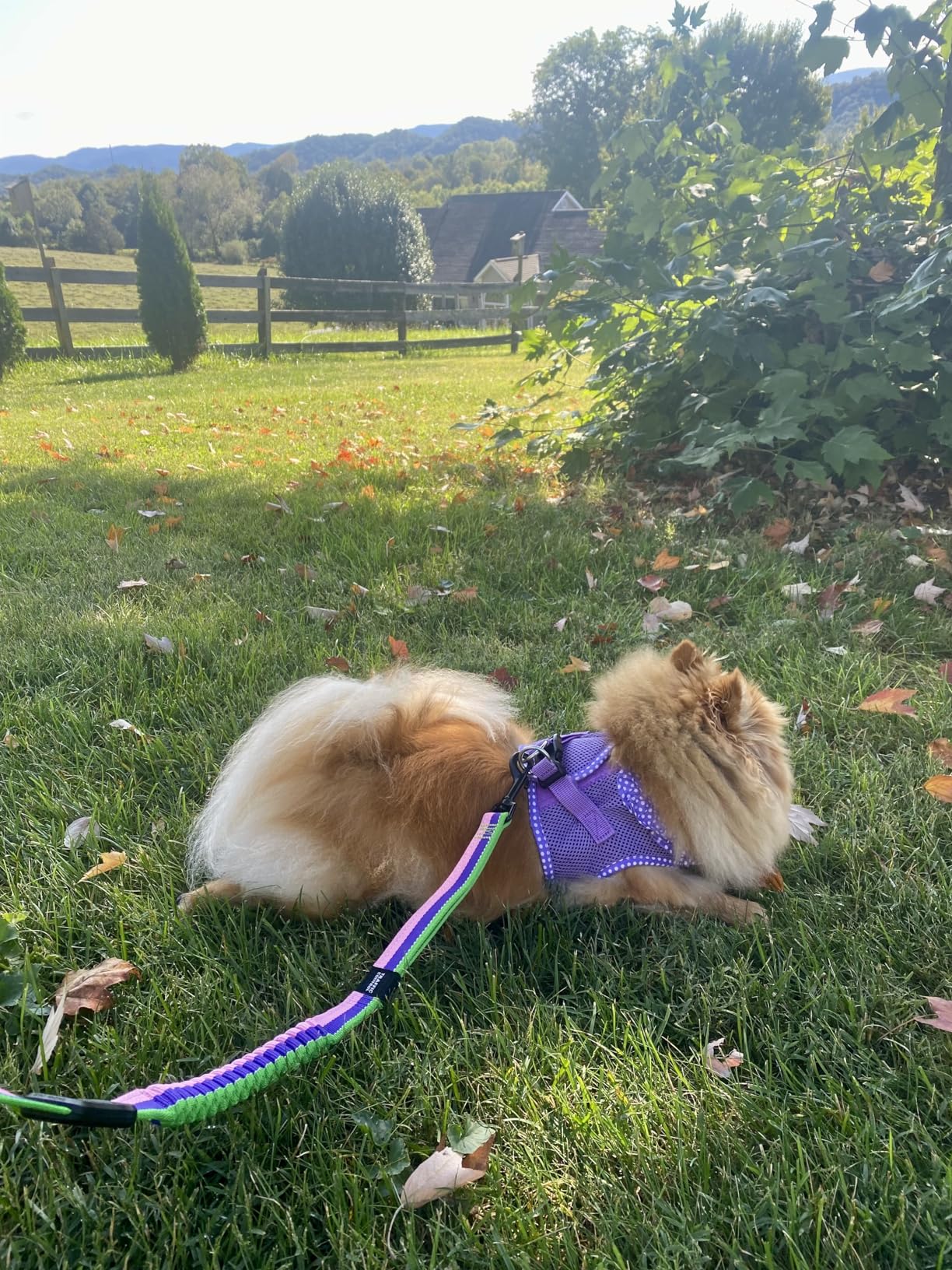 EzyDog Zero Shock Dog Leash - Shock Absorbing Bungee Leash for Dogs That Pull or Excite - Dual Handle and Reflective for Large, Medium, or Small Dogs (72-Inch, Black) - Customer Photo 1