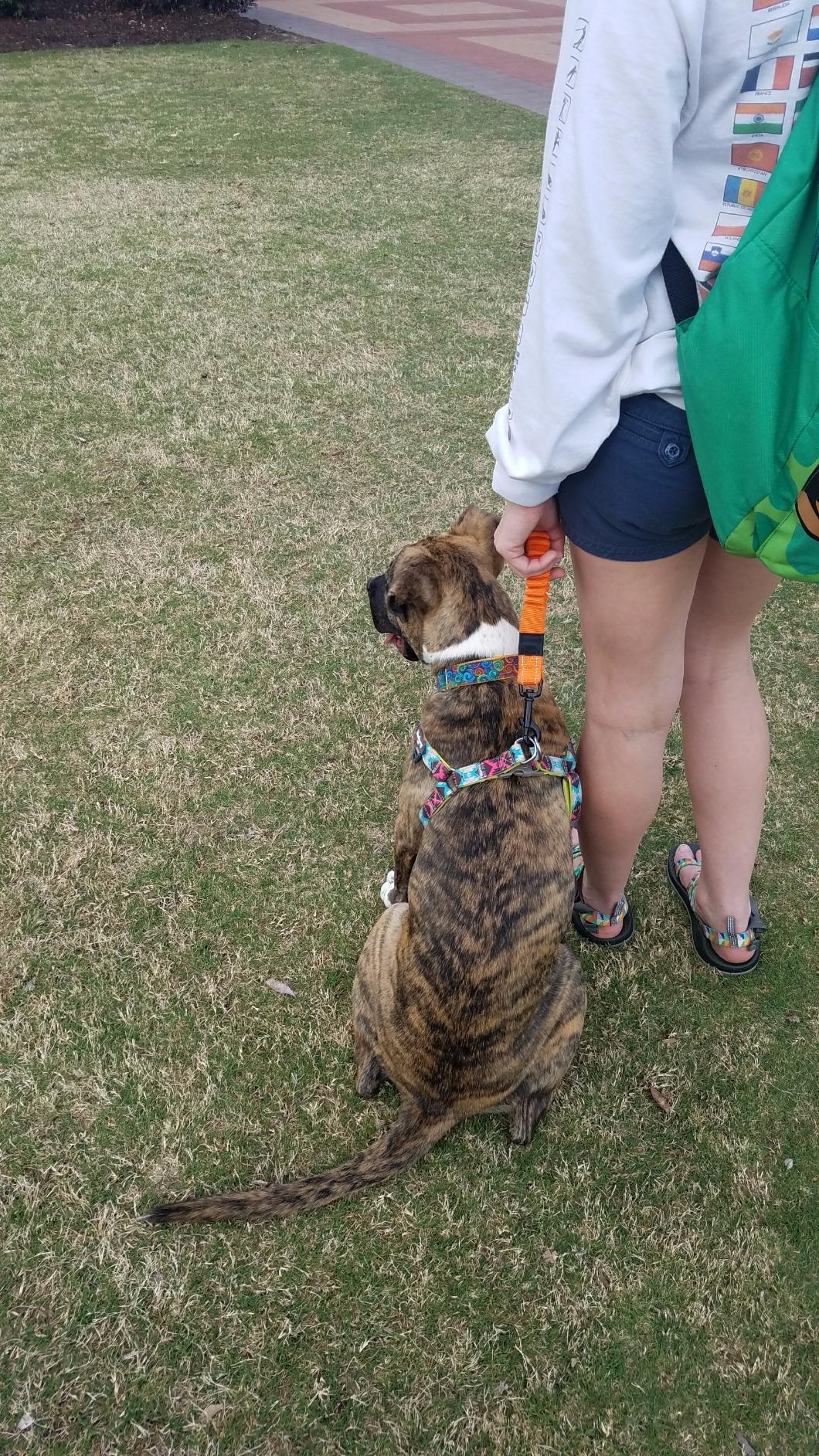 EzyDog Zero Shock Dog Leash - Shock Absorbing Bungee Leash for Dogs That Pull or Excite - Dual Handle and Reflective for Large, Medium, or Small Dogs (72-Inch, Black) - Customer Photo 4